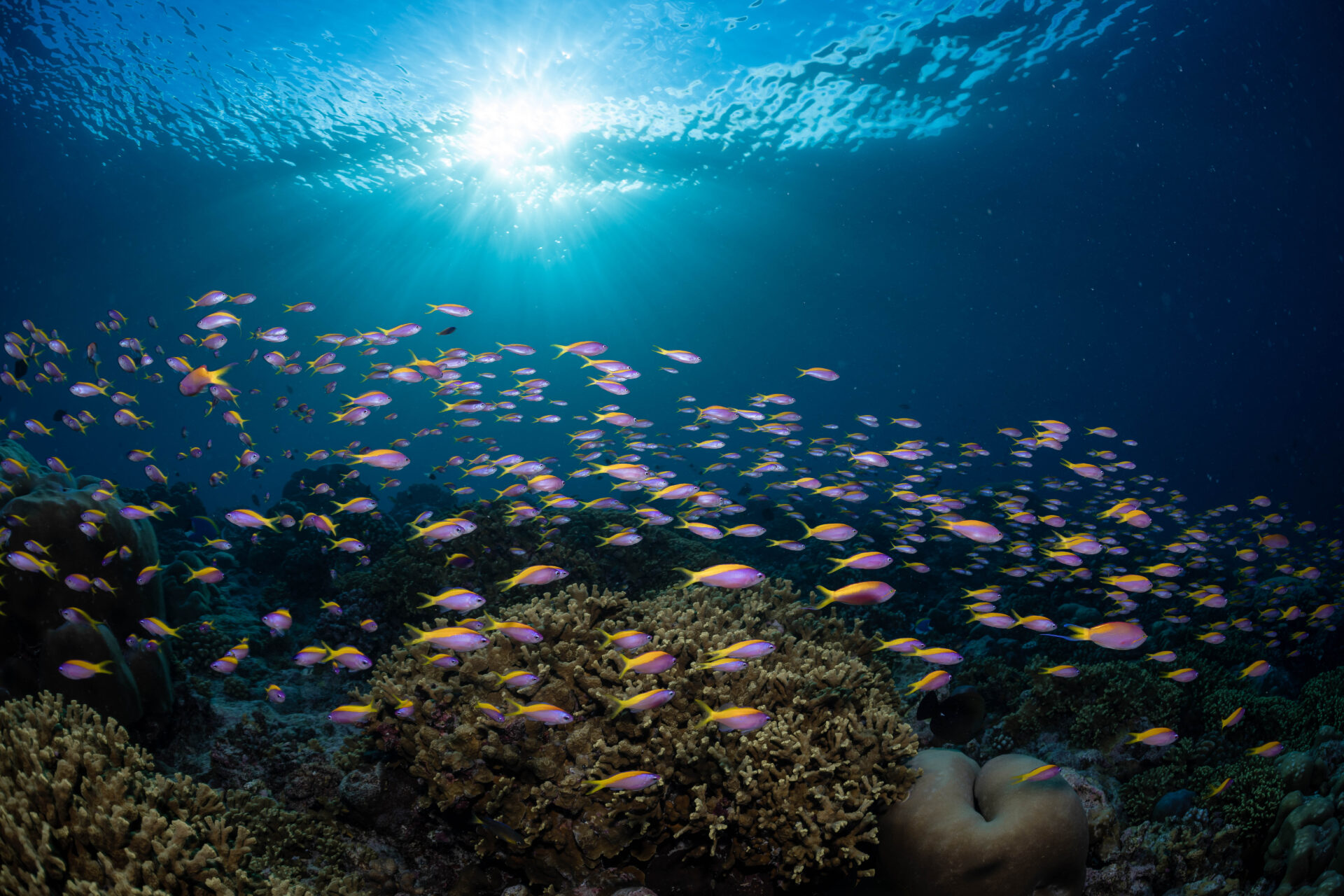IMAGE DISTRIBUTED FOR NEKTON - A school of Yellow-backed Fusilier fish, which are a regular site in the waters off the Maldives, glides past a healthy coral reef near Fuvahmulah Island where the UK-based Nekton science mission is on a five-week joint expedition with the Maldives Marine Research Institute to establish a biodiversity baseline amidst the backdrop of the climate crisis. Corals across the Maldives archipelago have come under severe pressure from “mass bleaching events" - when rises in sea temperature, caused by global warming, result in the coral colony dying from thermal stress. The expedition will be at sea until October 7.