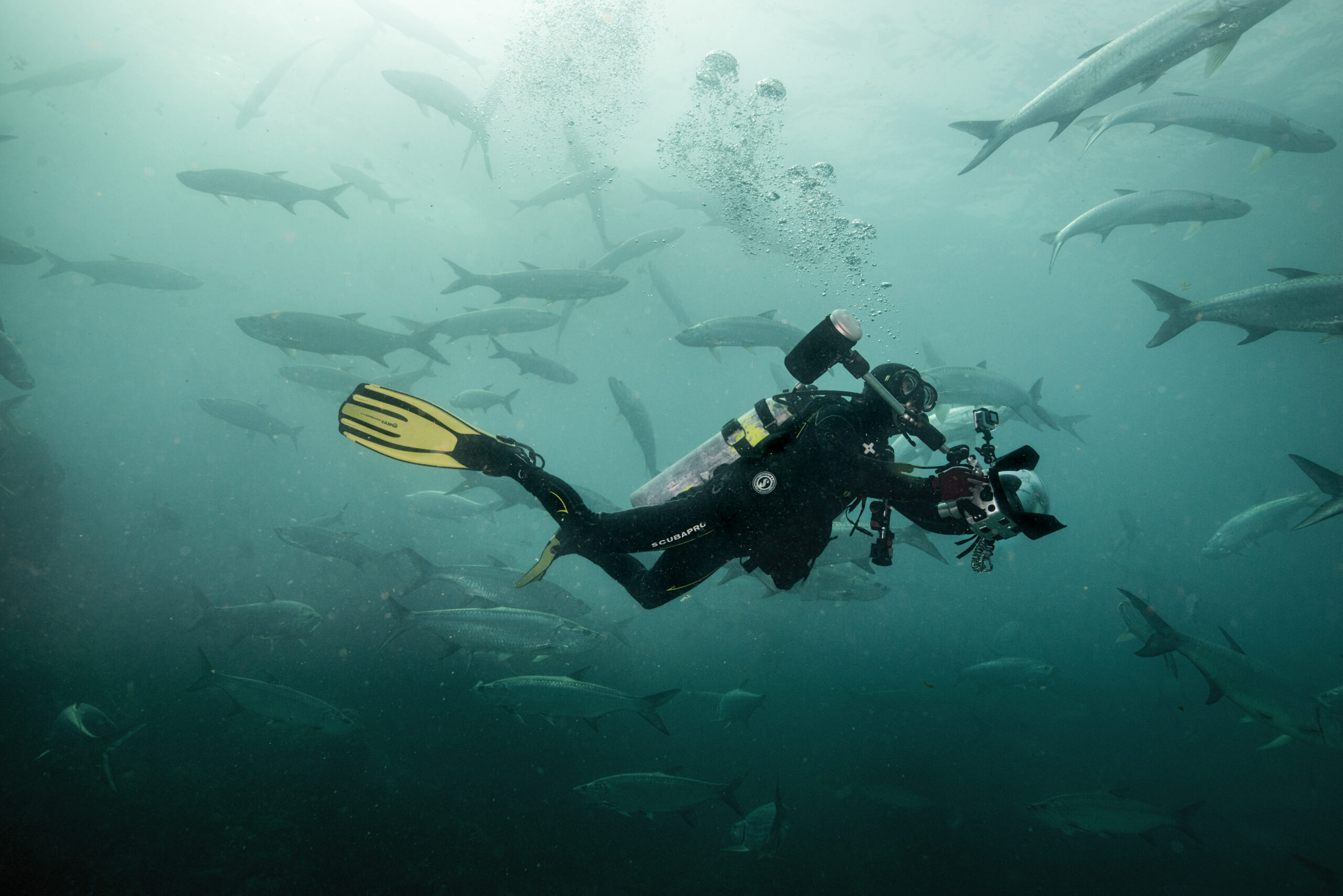 Marine protected areas could drive major gains in scuba tourism