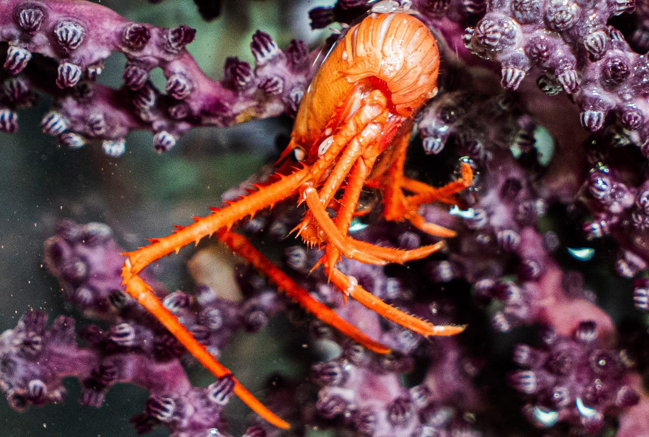 Five-fold biodiversity increase recorded at Japan’s Nankai Trough