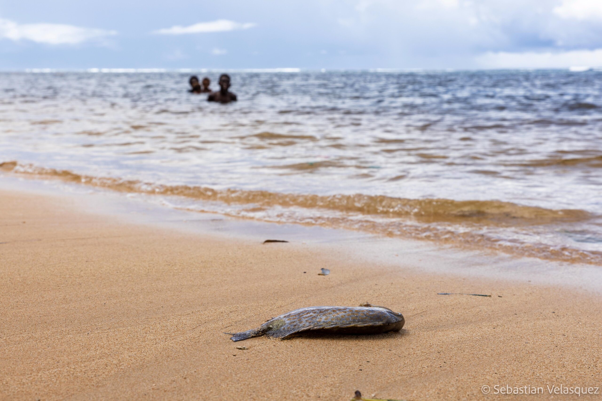 Mystery marine die-off triggers health crisis in Papua New Guinea