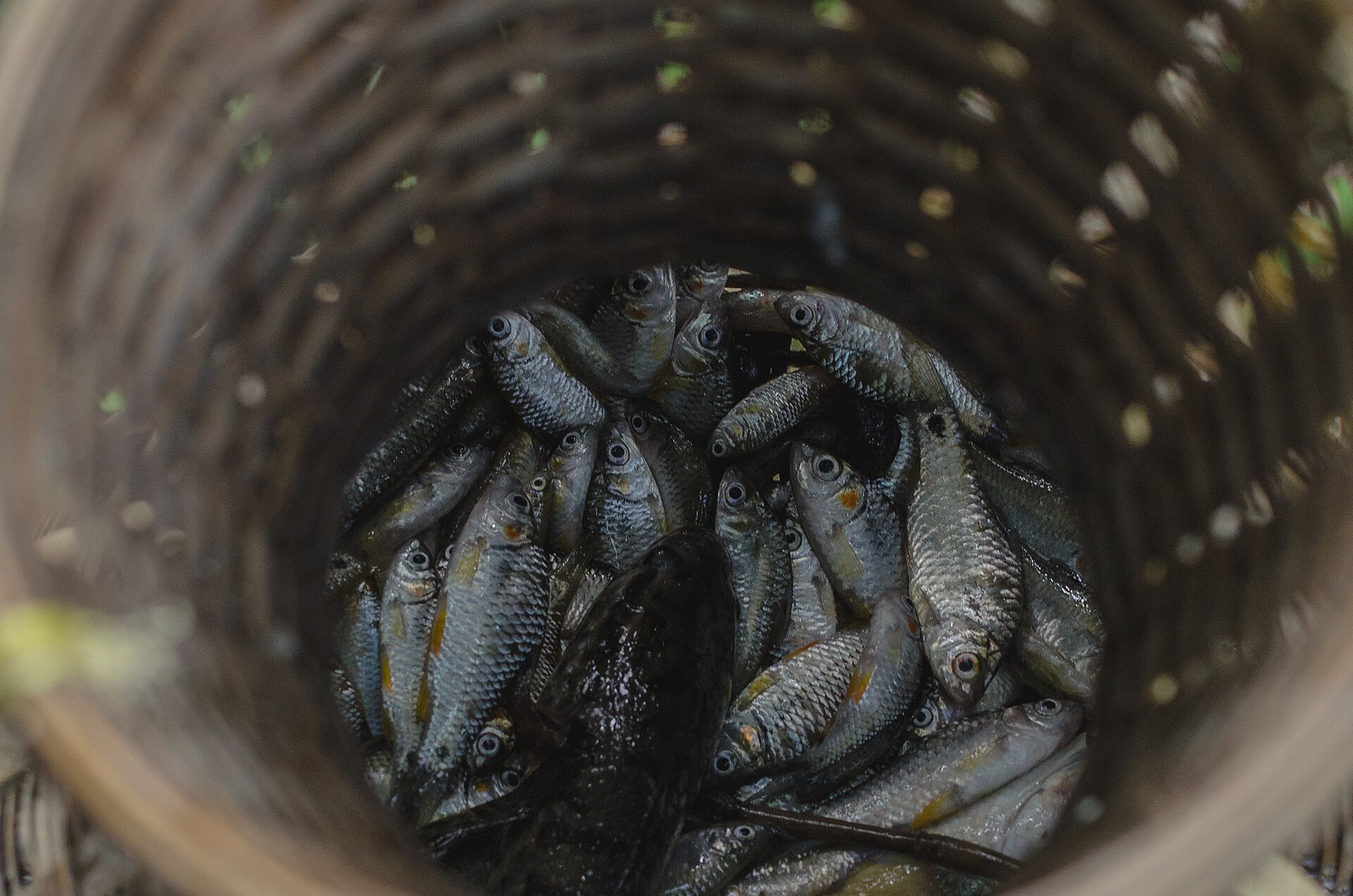 Years of enforcement fail to stop Australia’s illegal fishing problem