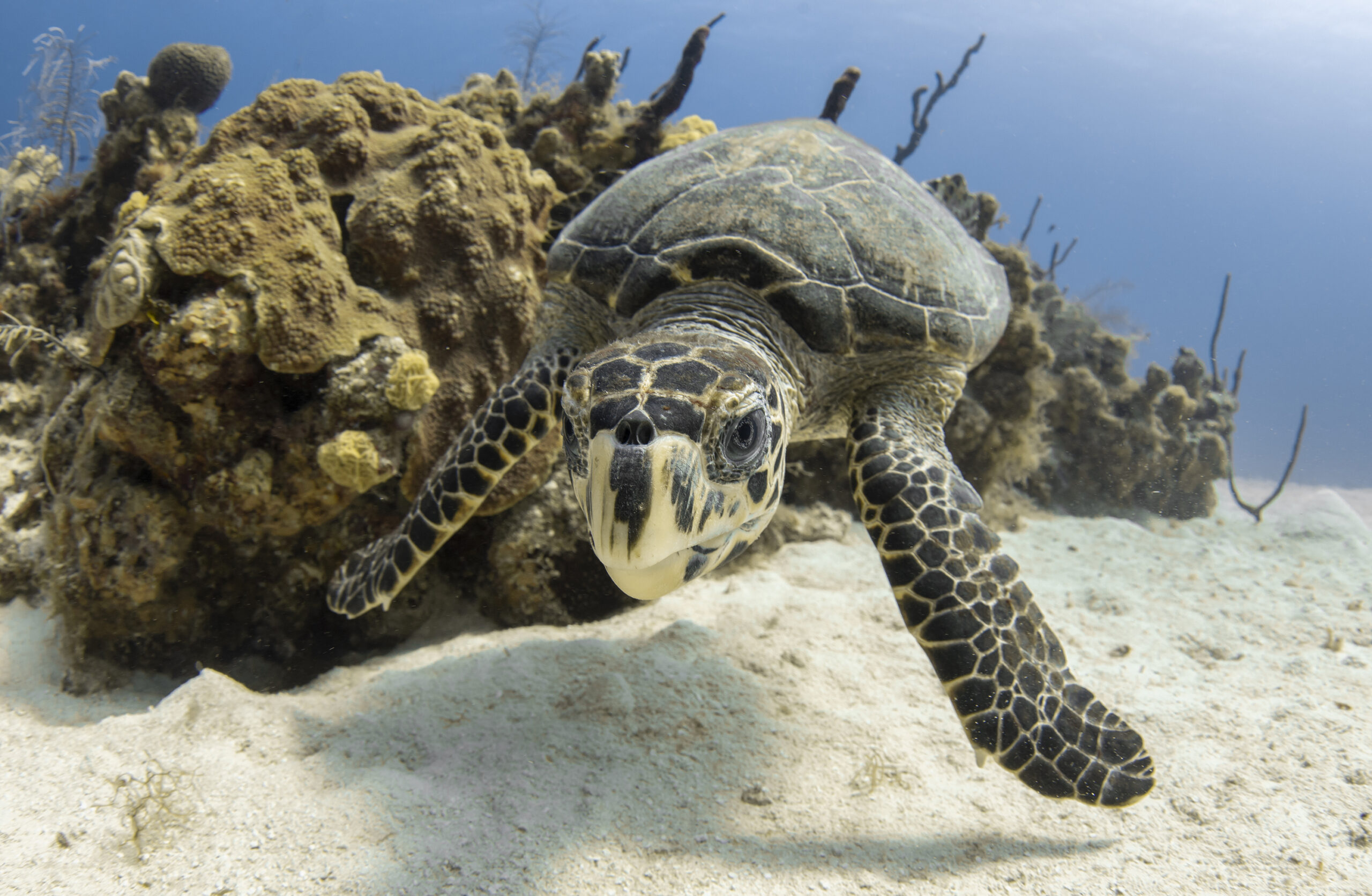 Tutle Shell Under Shell How turtle shells provide a forensic glimpse into the ocean's past