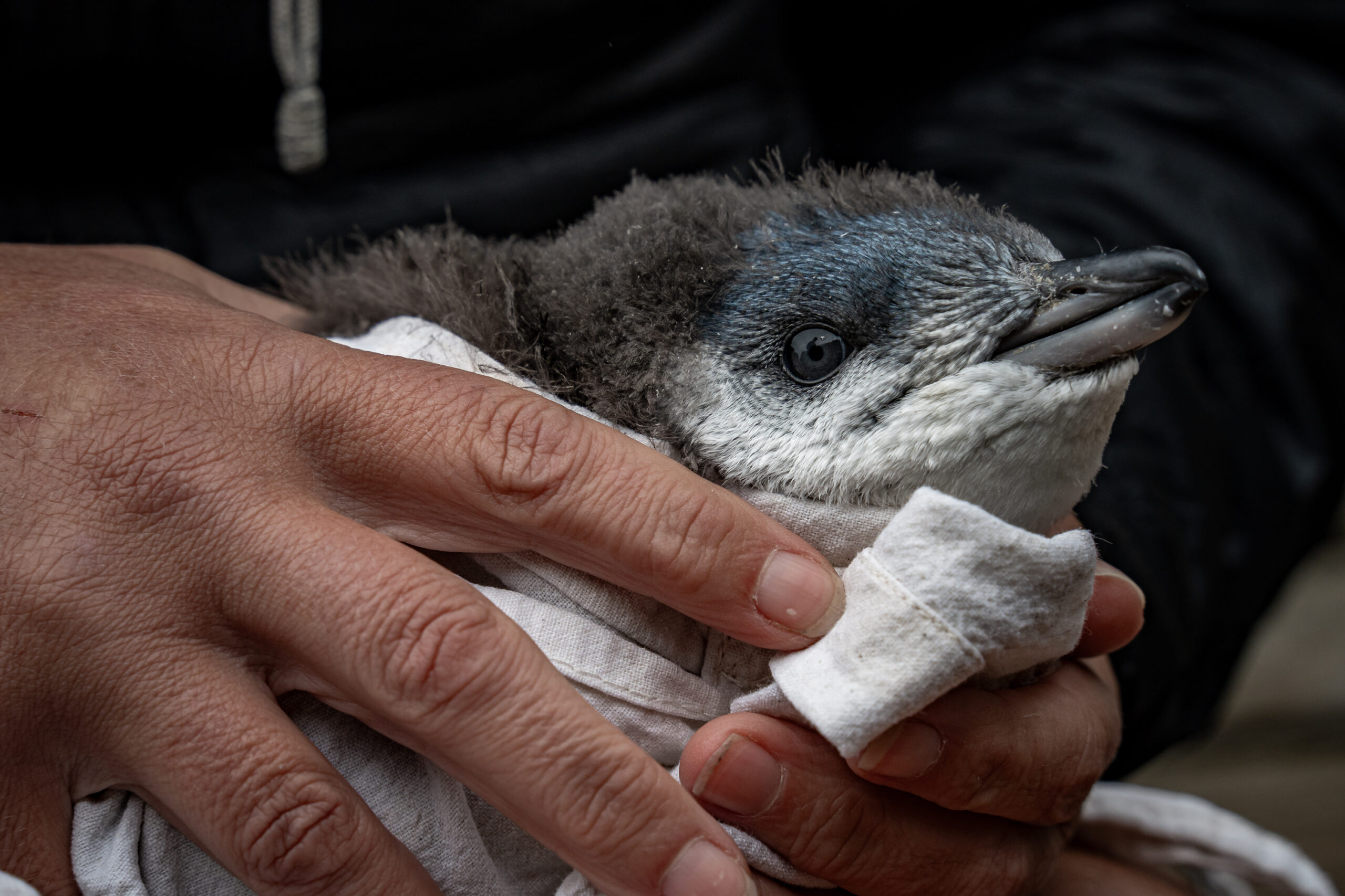 Little birds, big fight: New Zealand’s little blue penguins