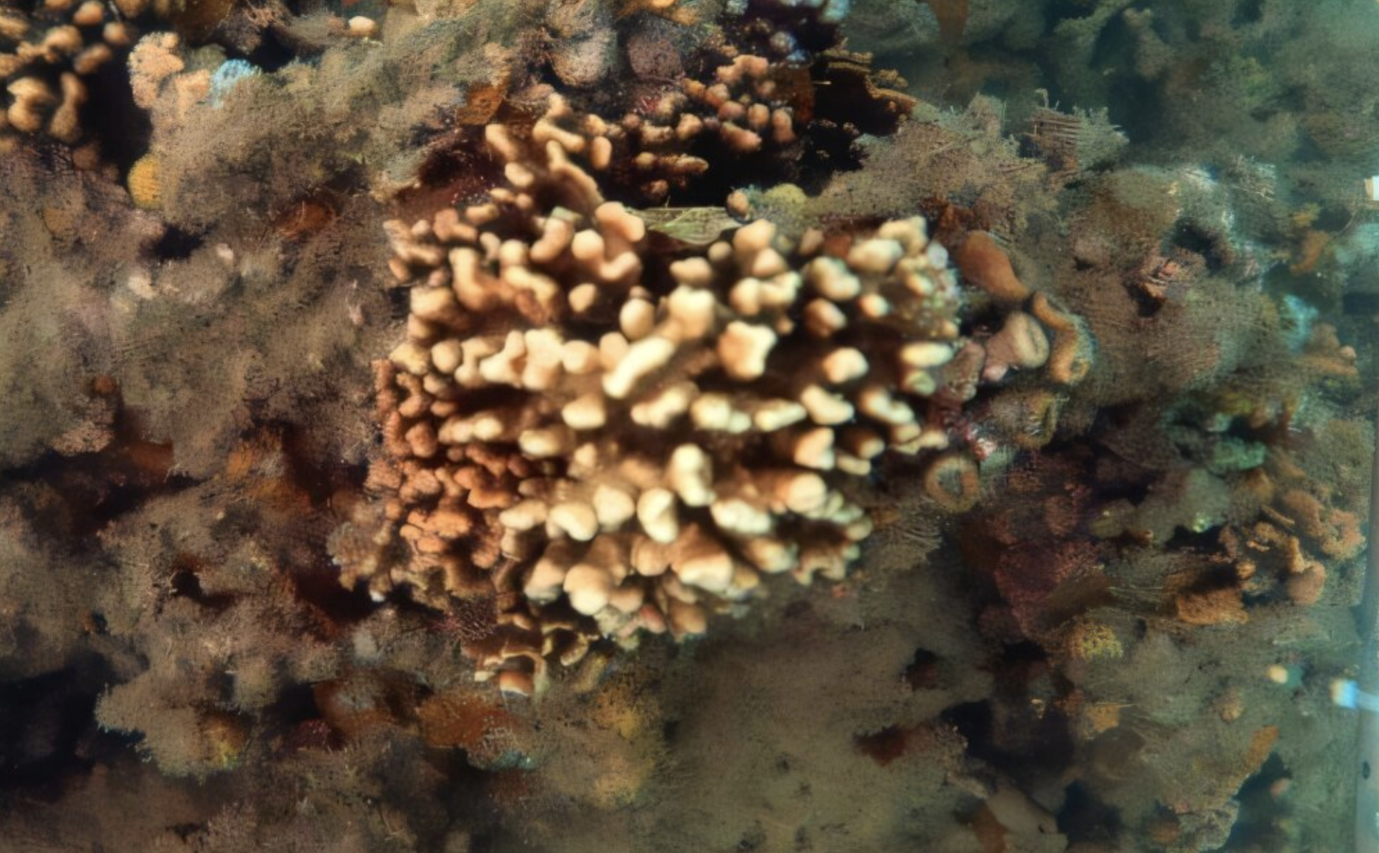 ‘Silent extinction’ threatening Brazil’s fire corals, experts warn