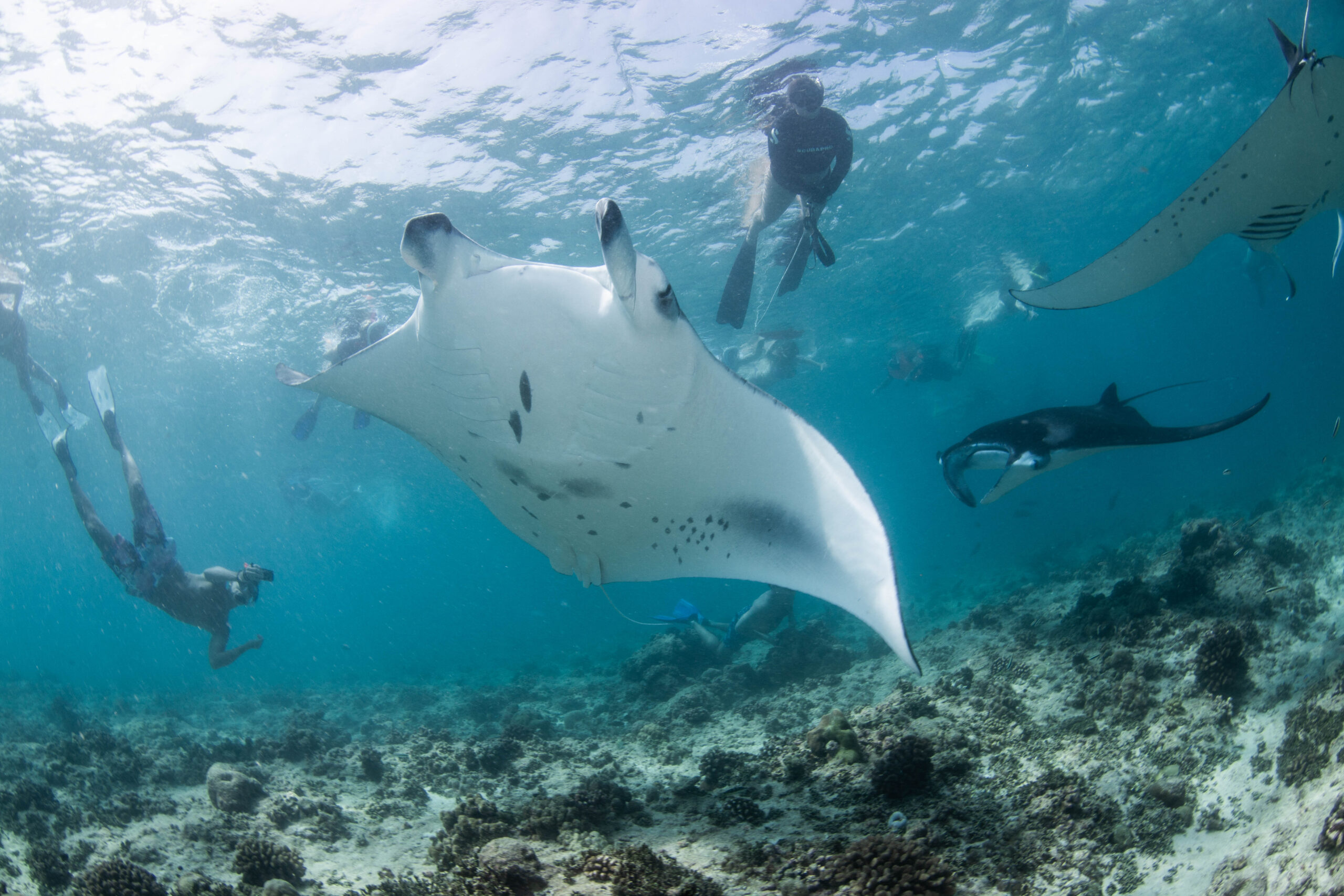 The price of a selfie: How social media is impacting wildlife