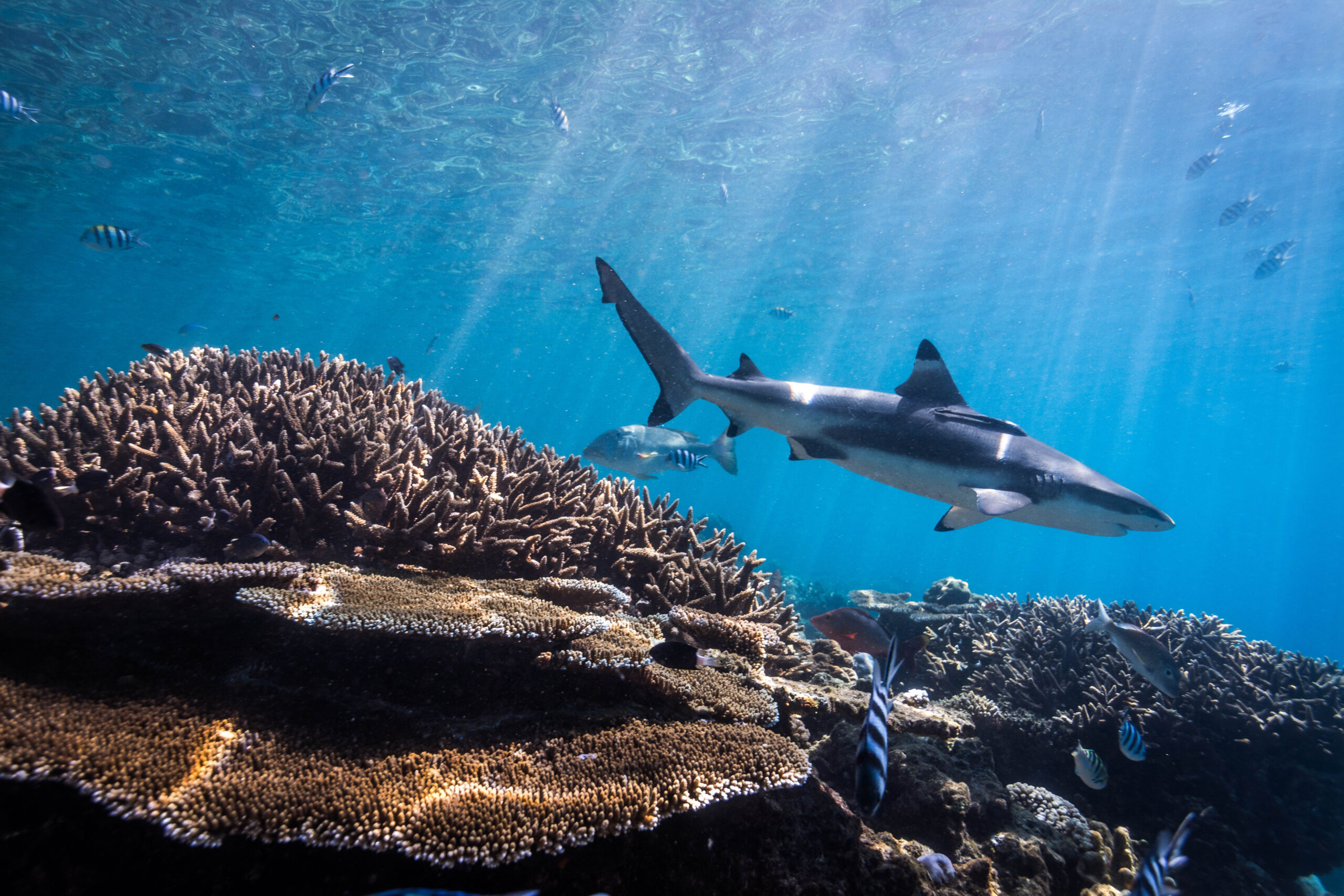 Fewer reef sharks on Caribbean reefs with high diving activity