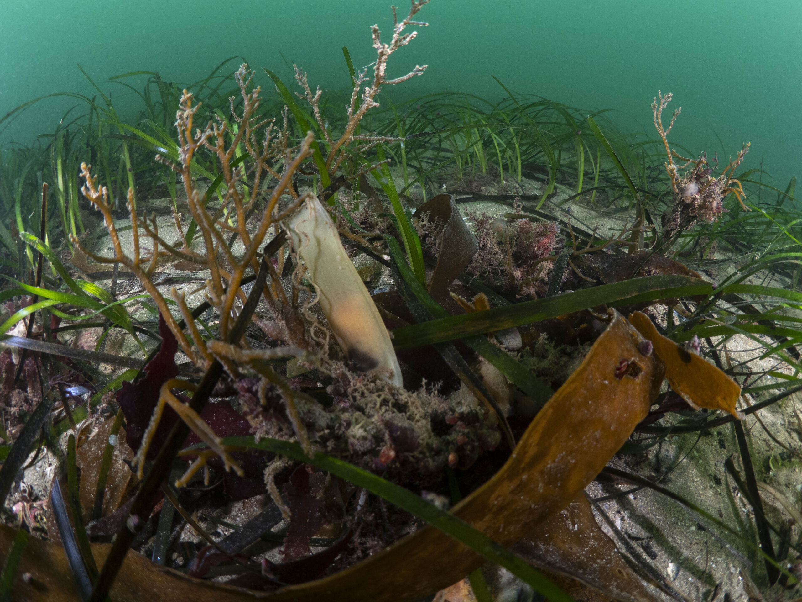 A third of UK waters are protected. Why are its seas still in decline?