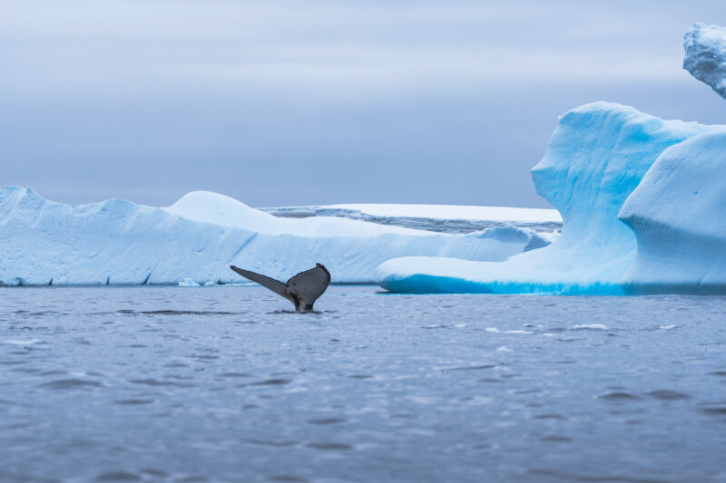 whale fluke in Antarctica