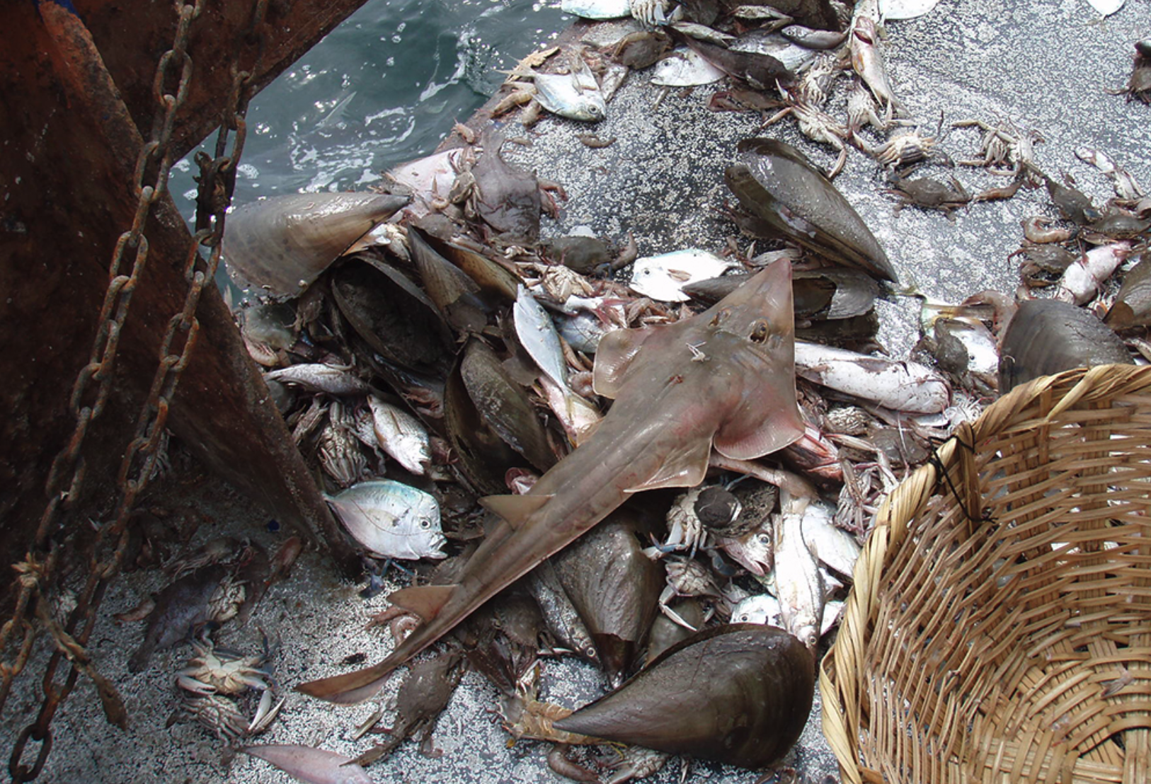 staggering bycatch from bottom trawling