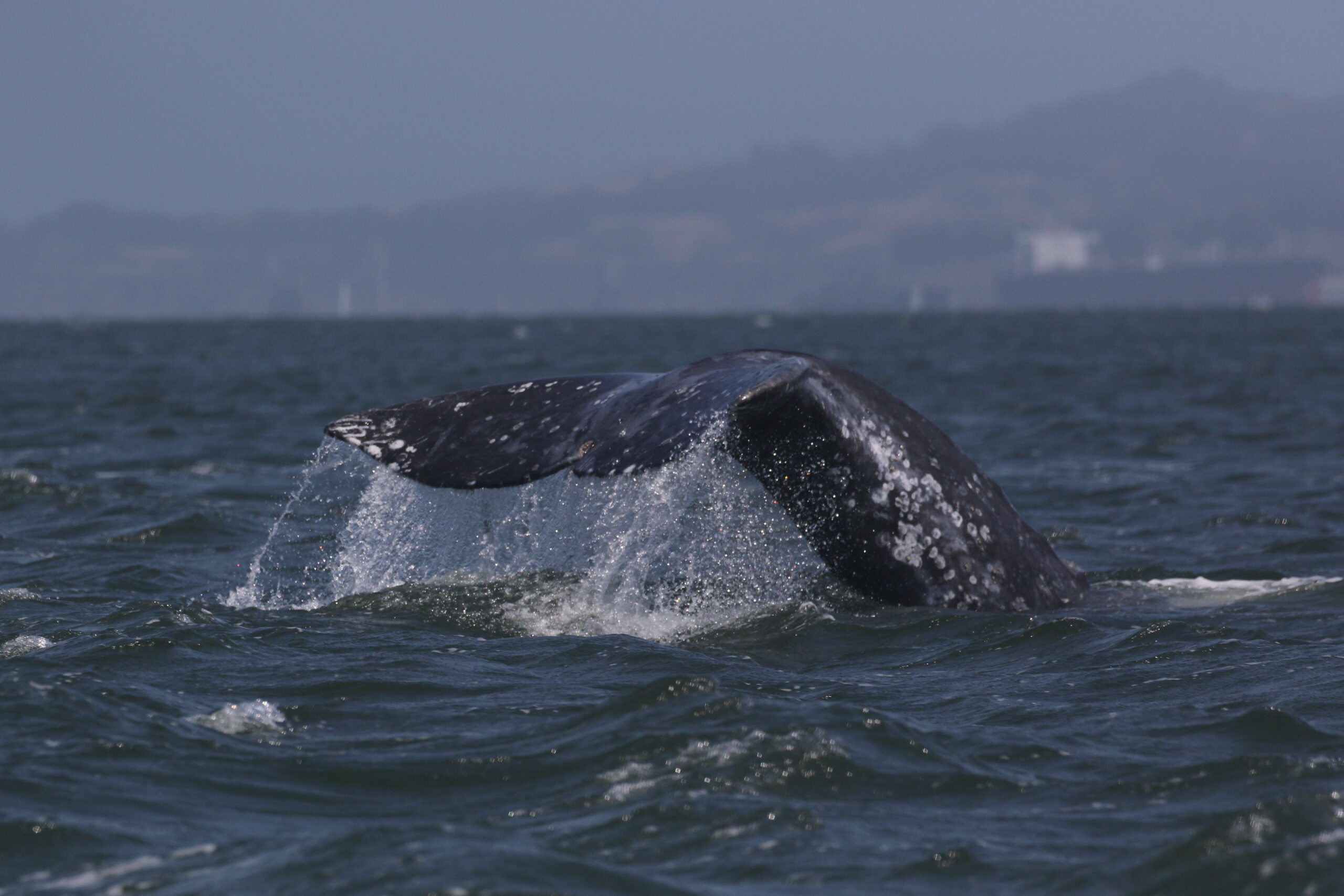 One in five gray whales entering San Francisco Bay die there