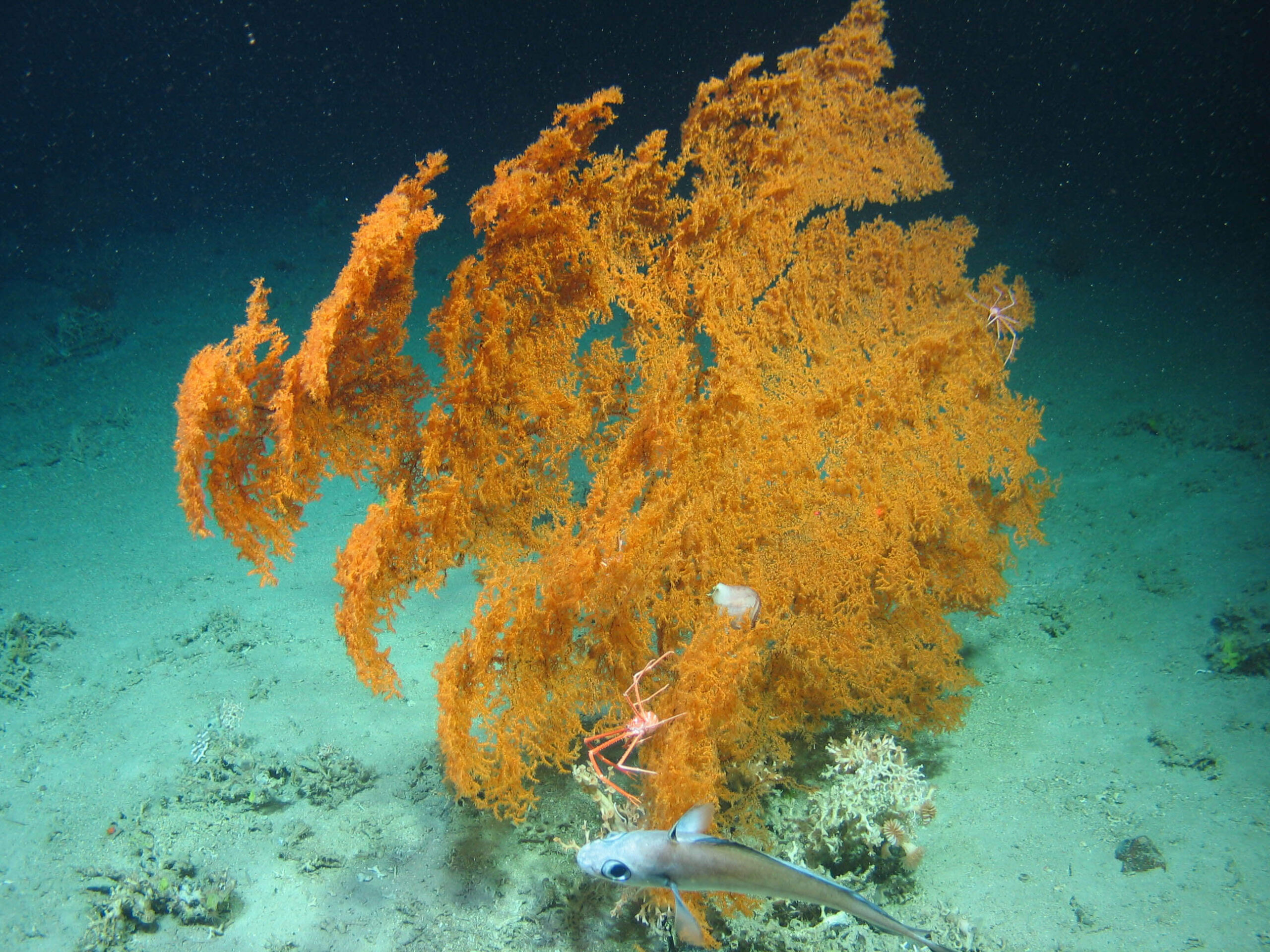 Scientists unite to map and protect Atlantic’s deep-sea corals