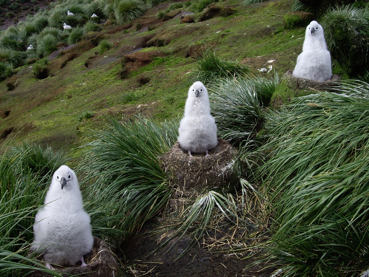 Ancient poo offers insight into how seabirds will fare as climate warms