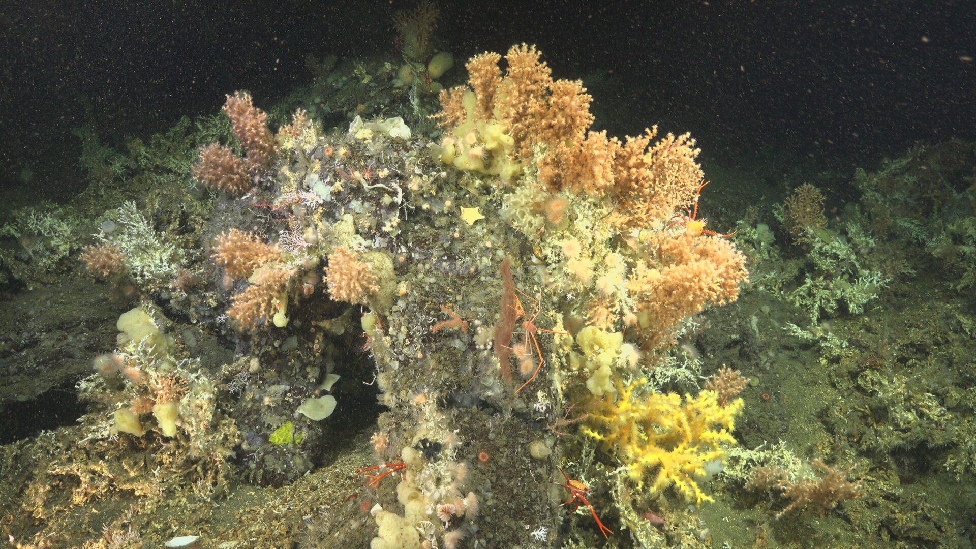 deep-water corals in the Galapagos