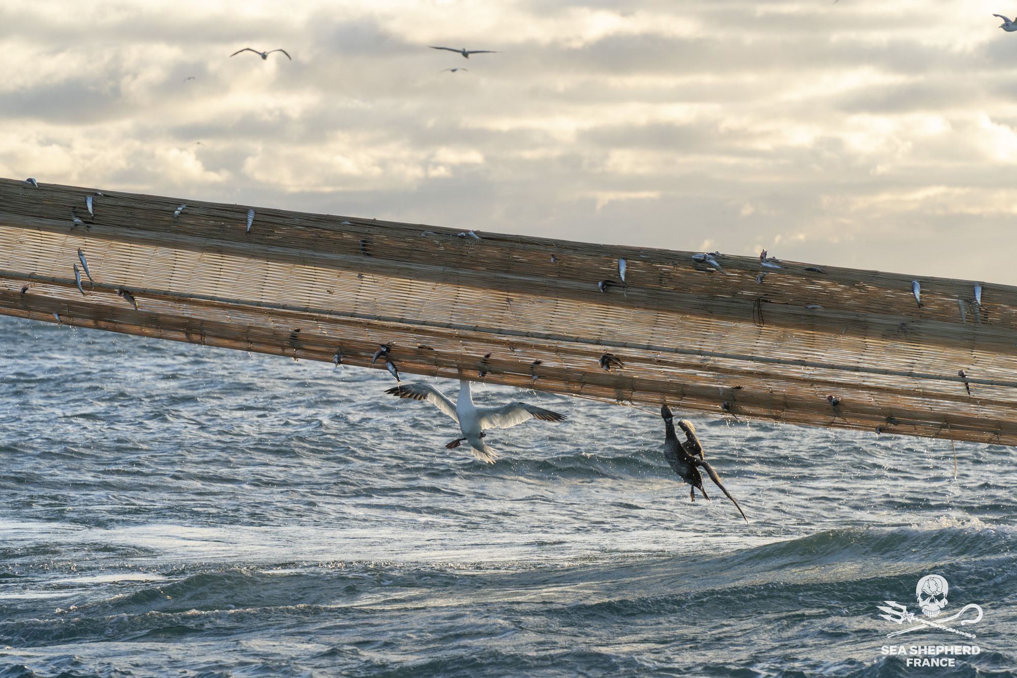 Environmental groups take France to court over seabird bycatch
