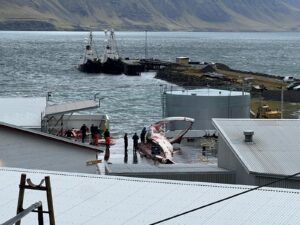 Iceland is on the brink of resuming its fin whale hunt