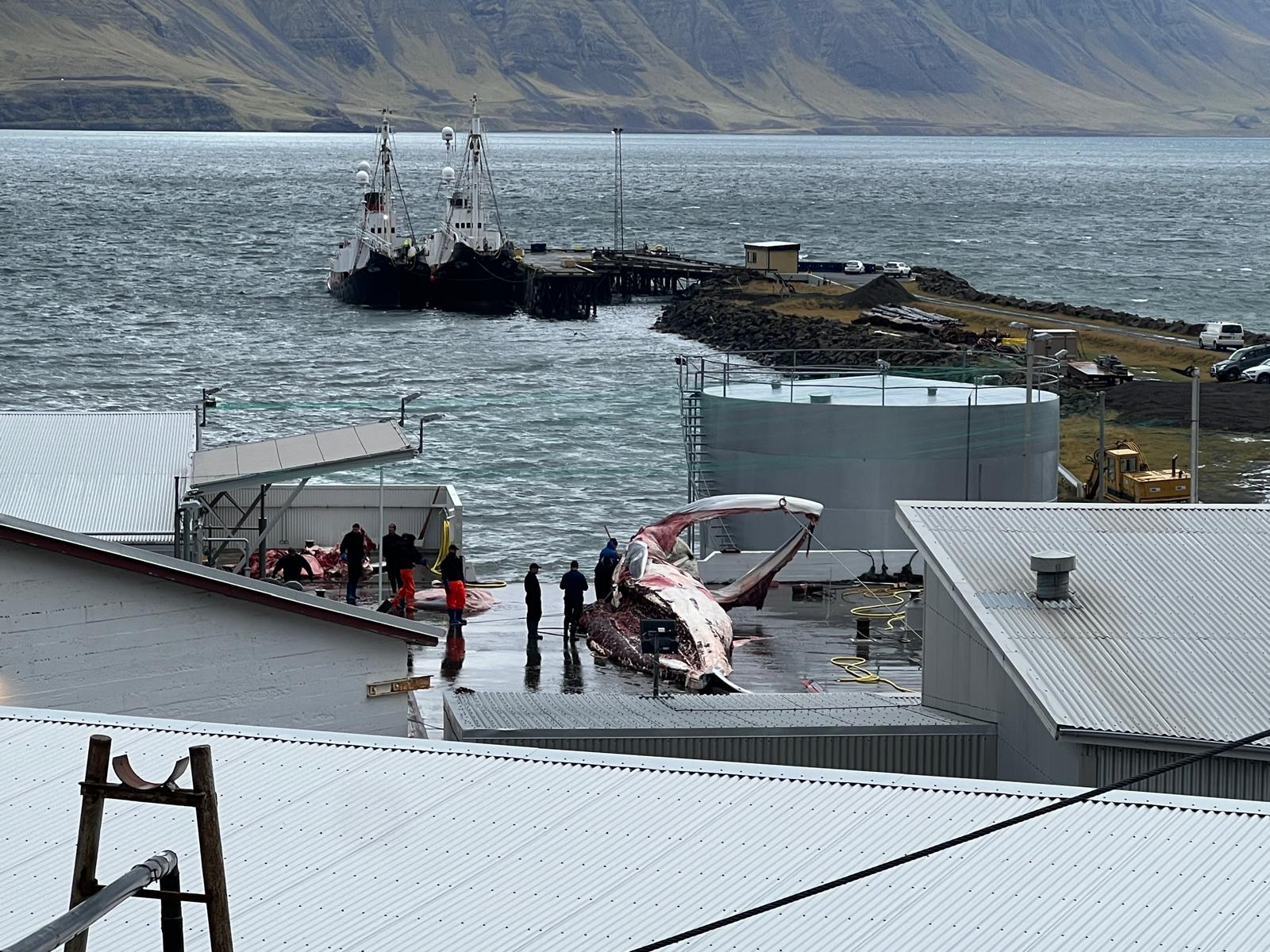 Iceland stands on the brink of resuming fin whale hunt