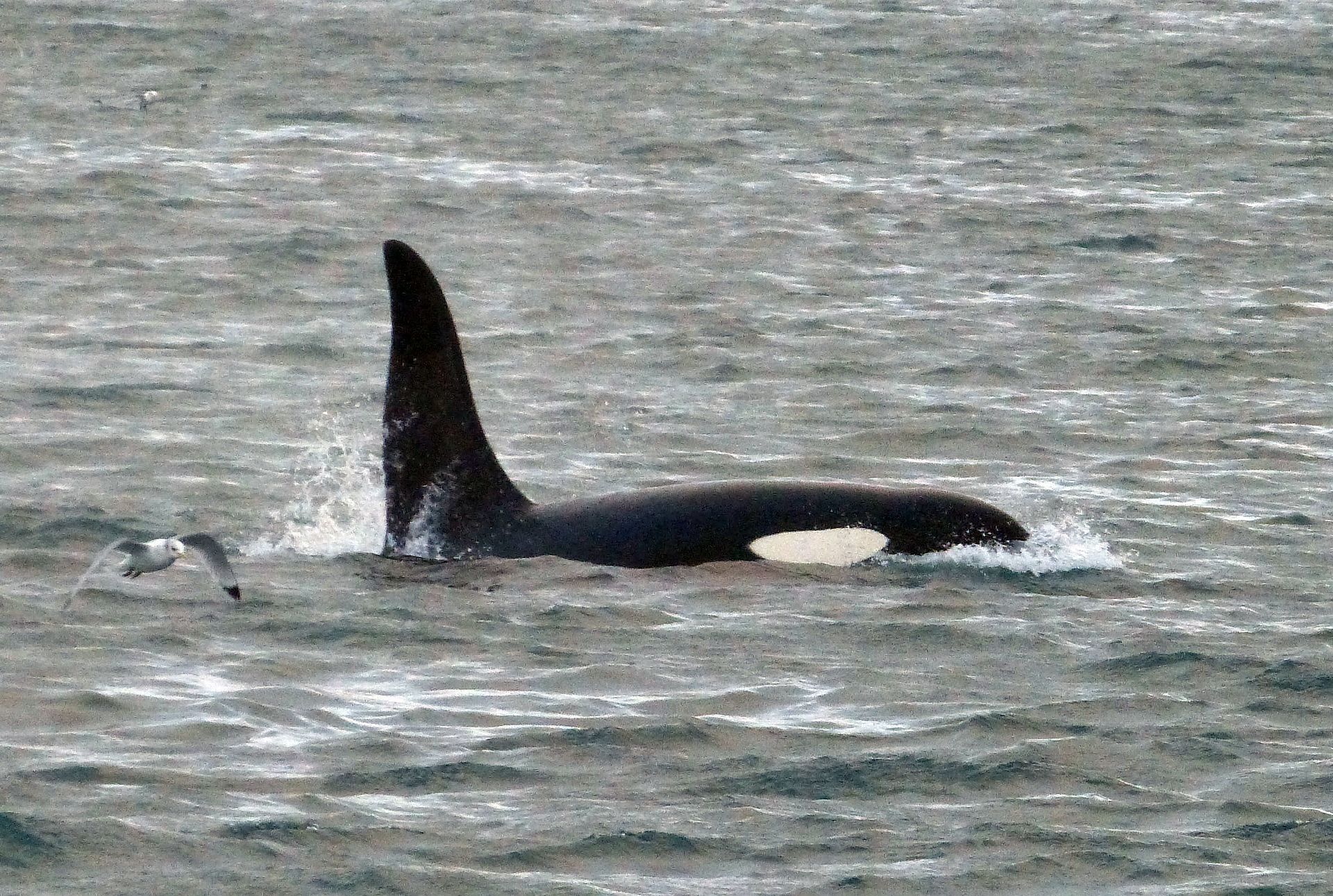 North Sea whales and dolphins falling through cracks of UK law