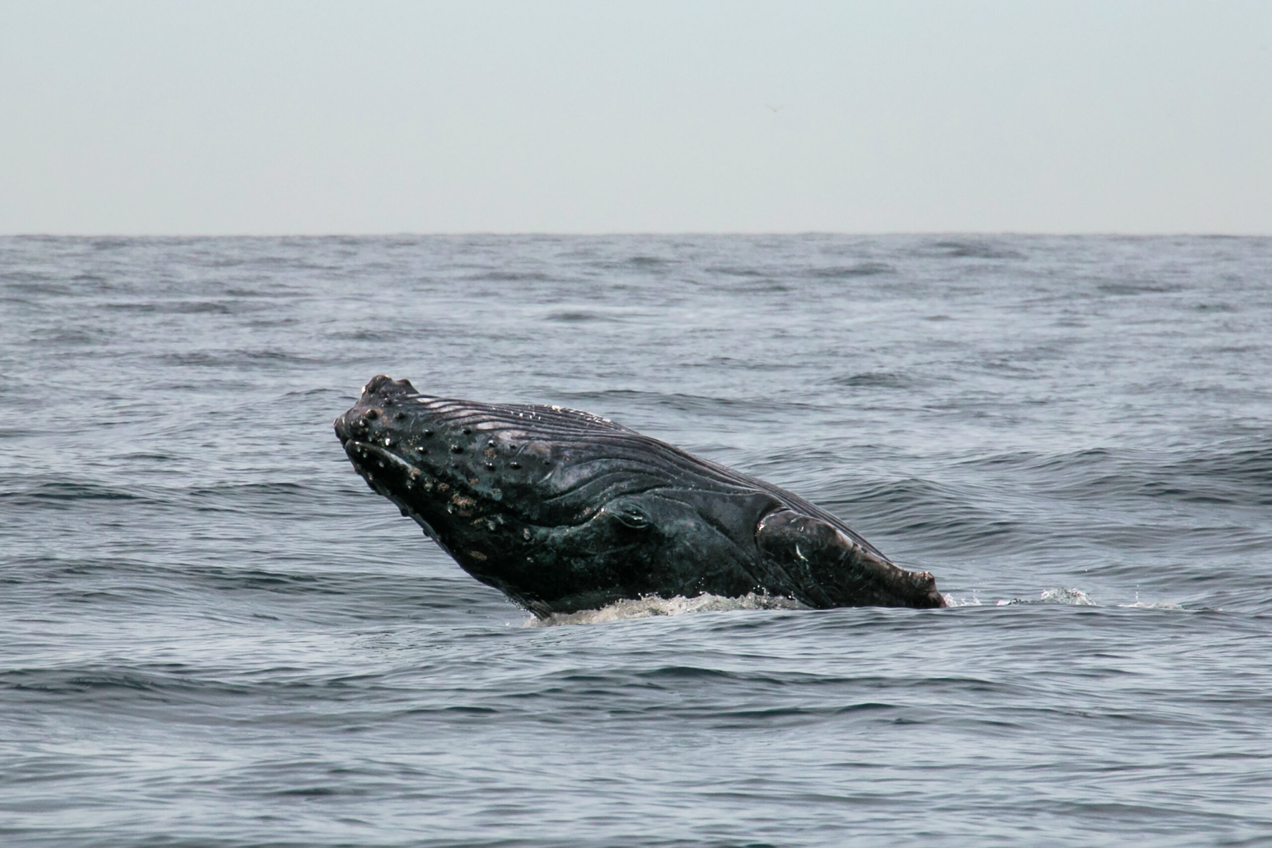 Timmy the whale confirmed dead by Danish environment agency