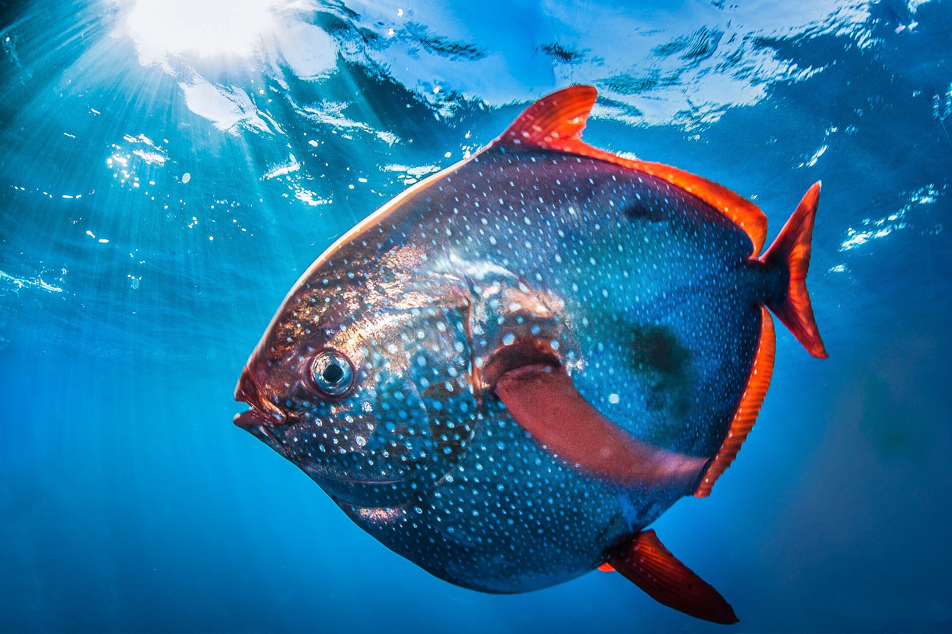 Industrial fishing has been depleting midwater fish for decades