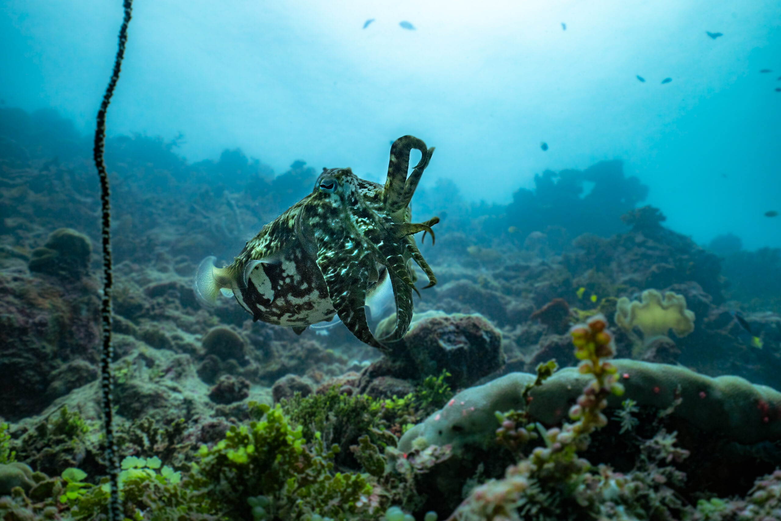 Papua New Guinea announces largest MPA in its history