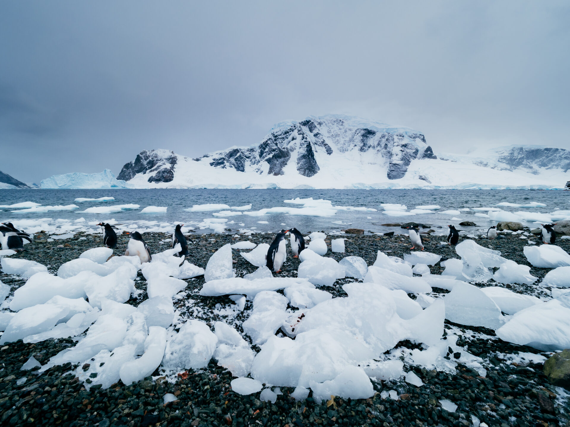 Antarctica and its penguins