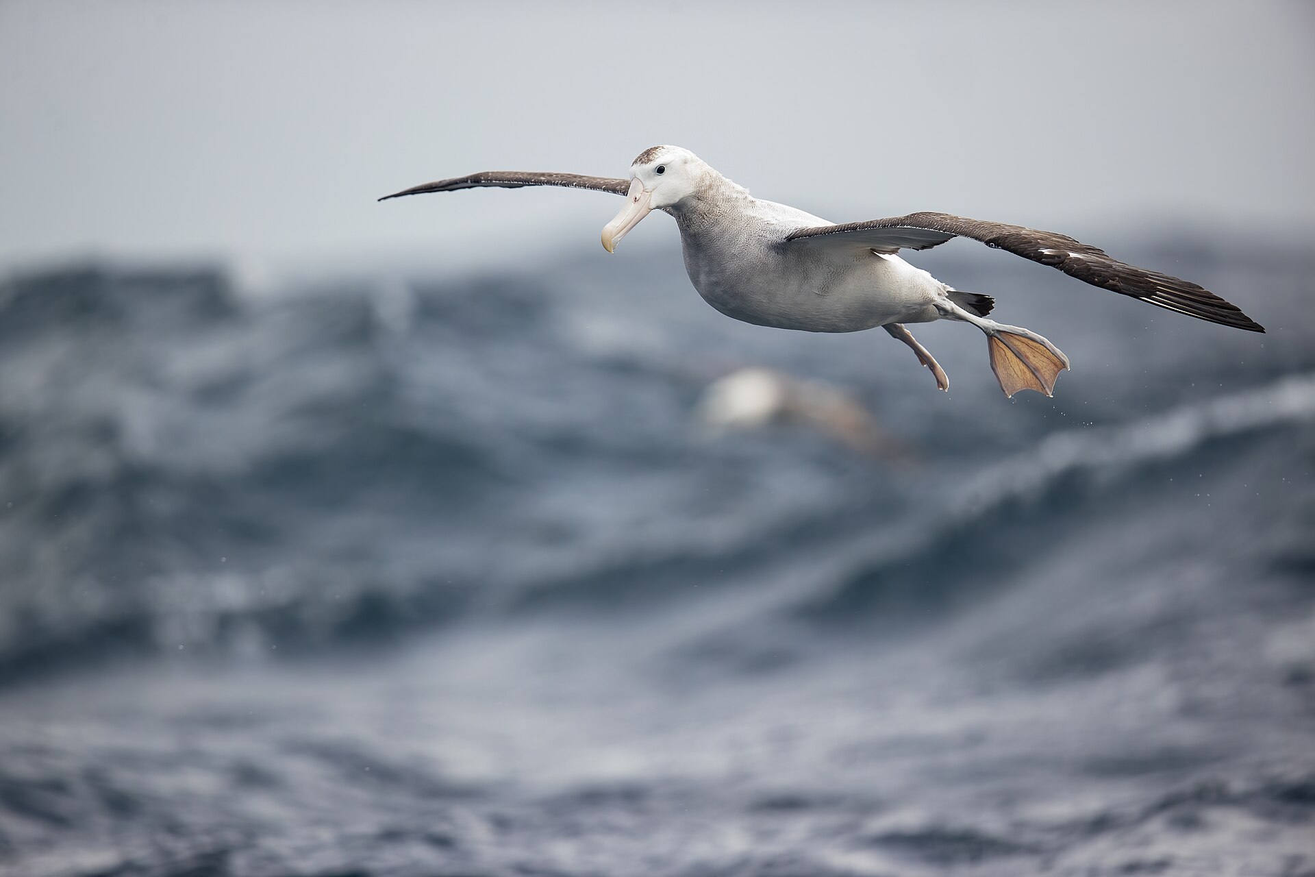 seabirds