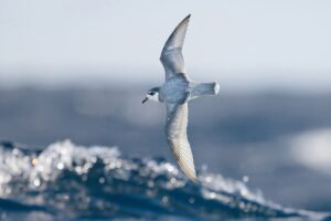 seabirds