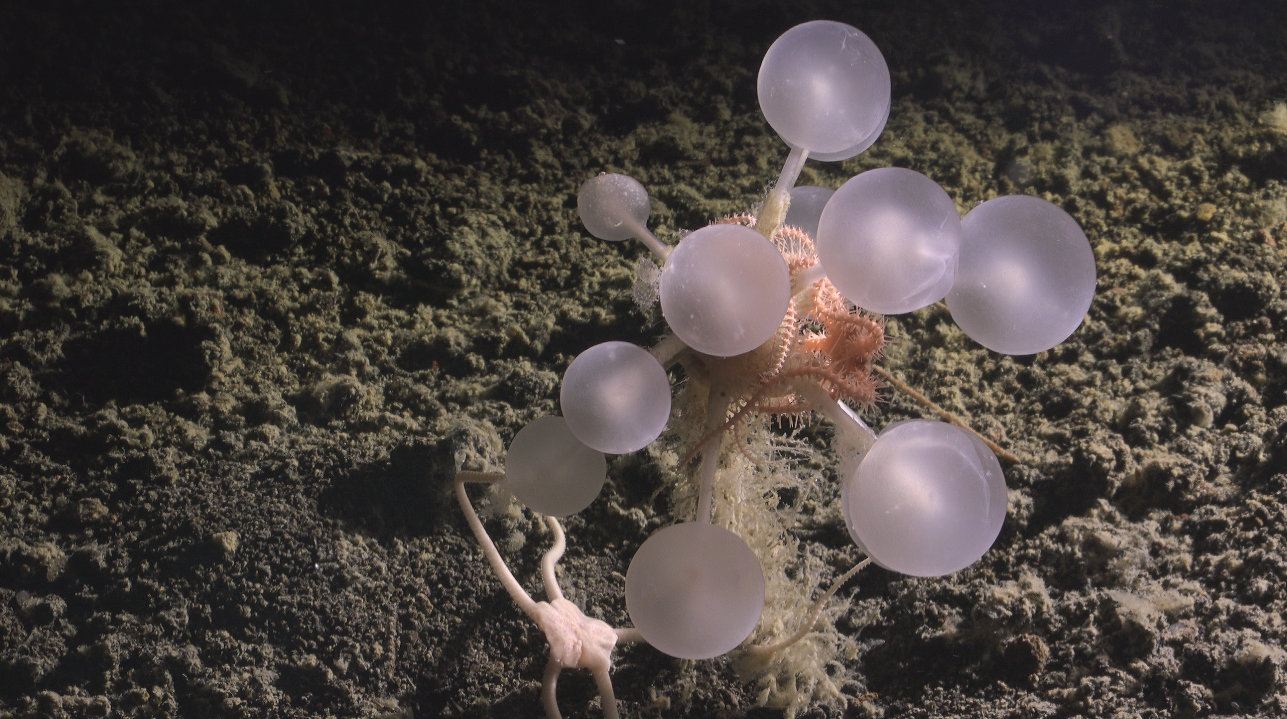 Scientists discover over 1,100 new marine species