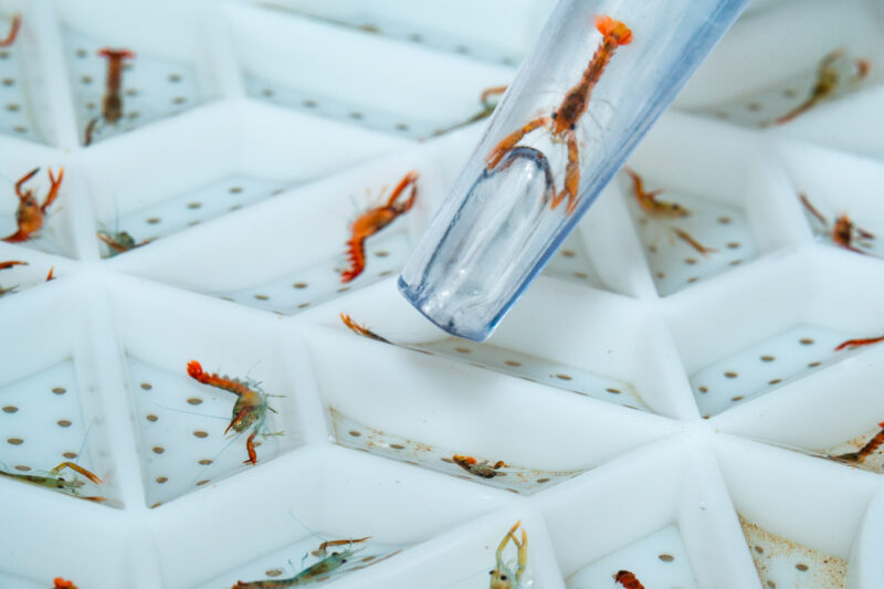 National Lobster Hatchery
