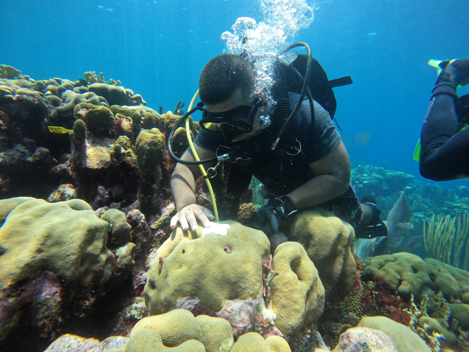 coral bleaching