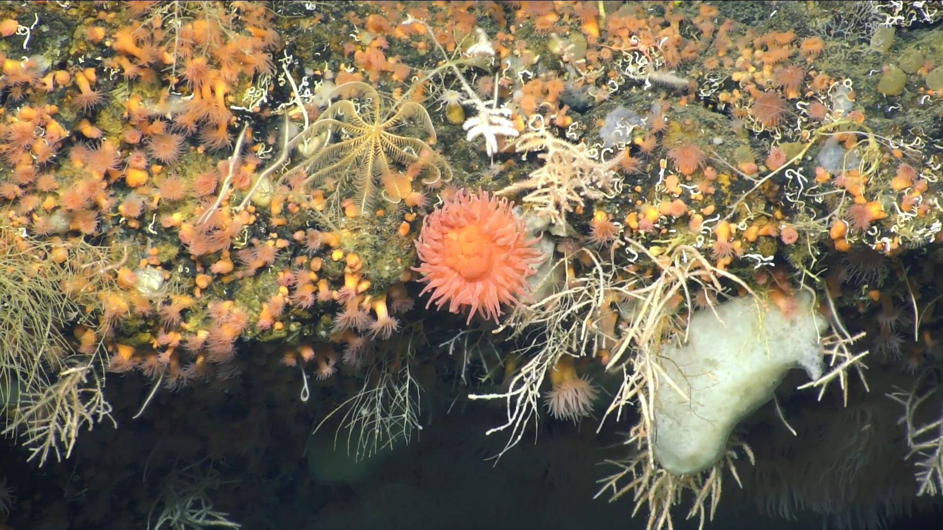 Scientists uncover hidden worlds in the Arctic deep