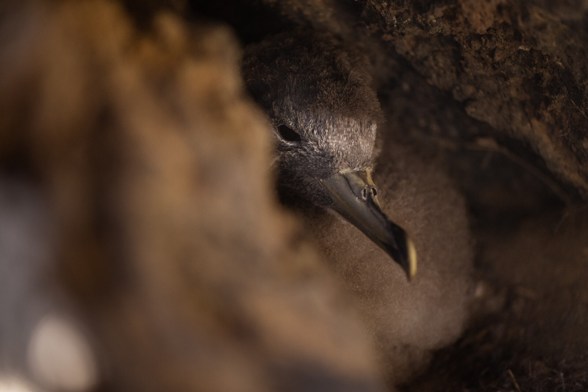 Linosa's seabirds