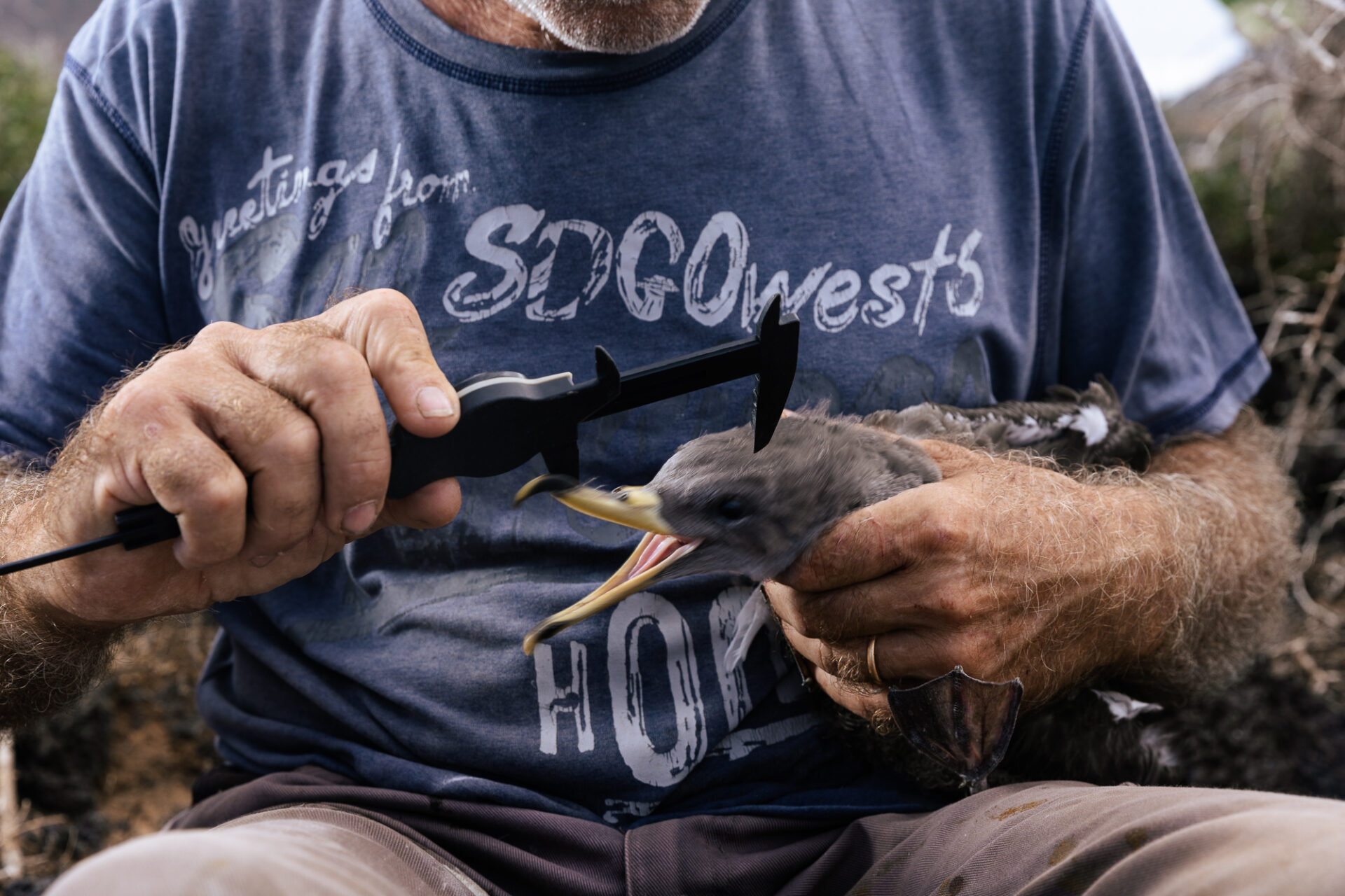 Linosa's seabirds being measured
