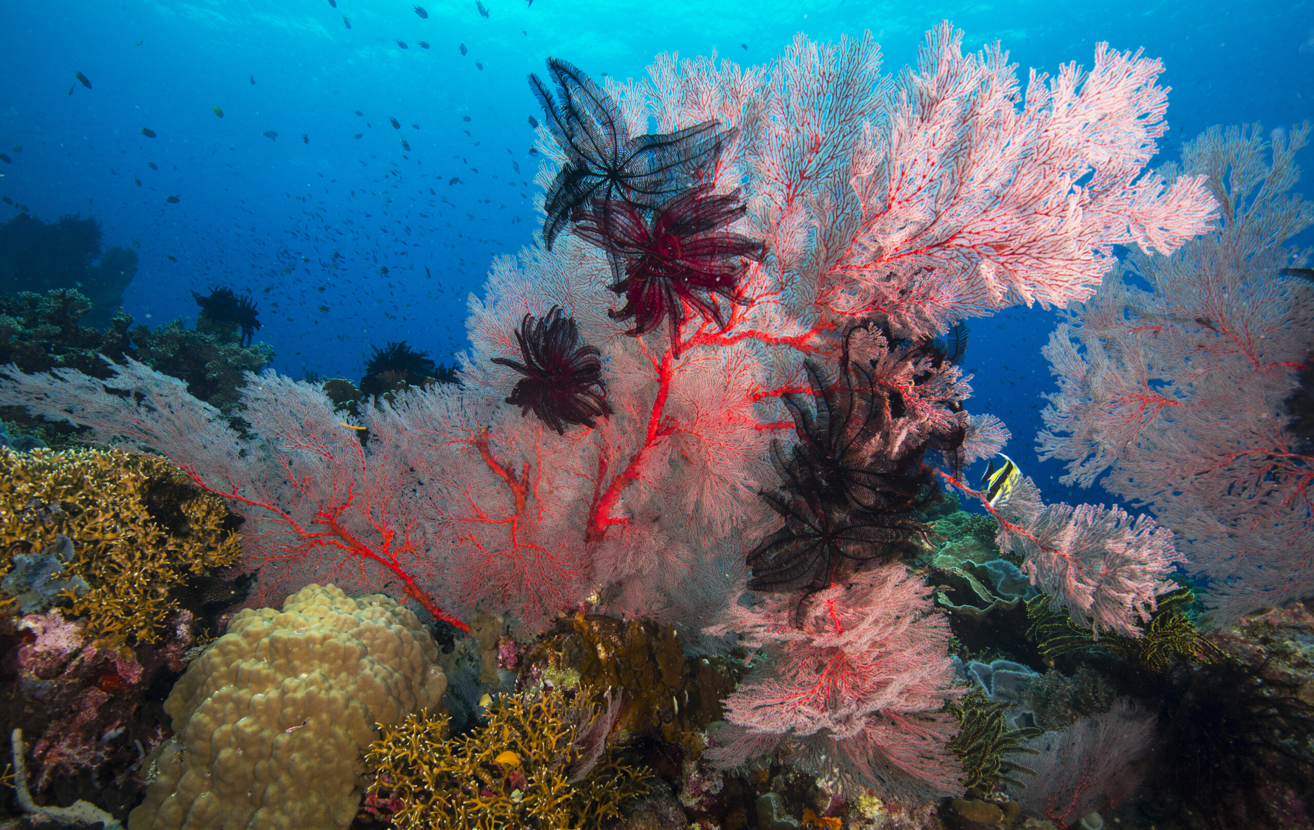 Insurers won’t rule out fossil gas expansion across Coral Triangle
