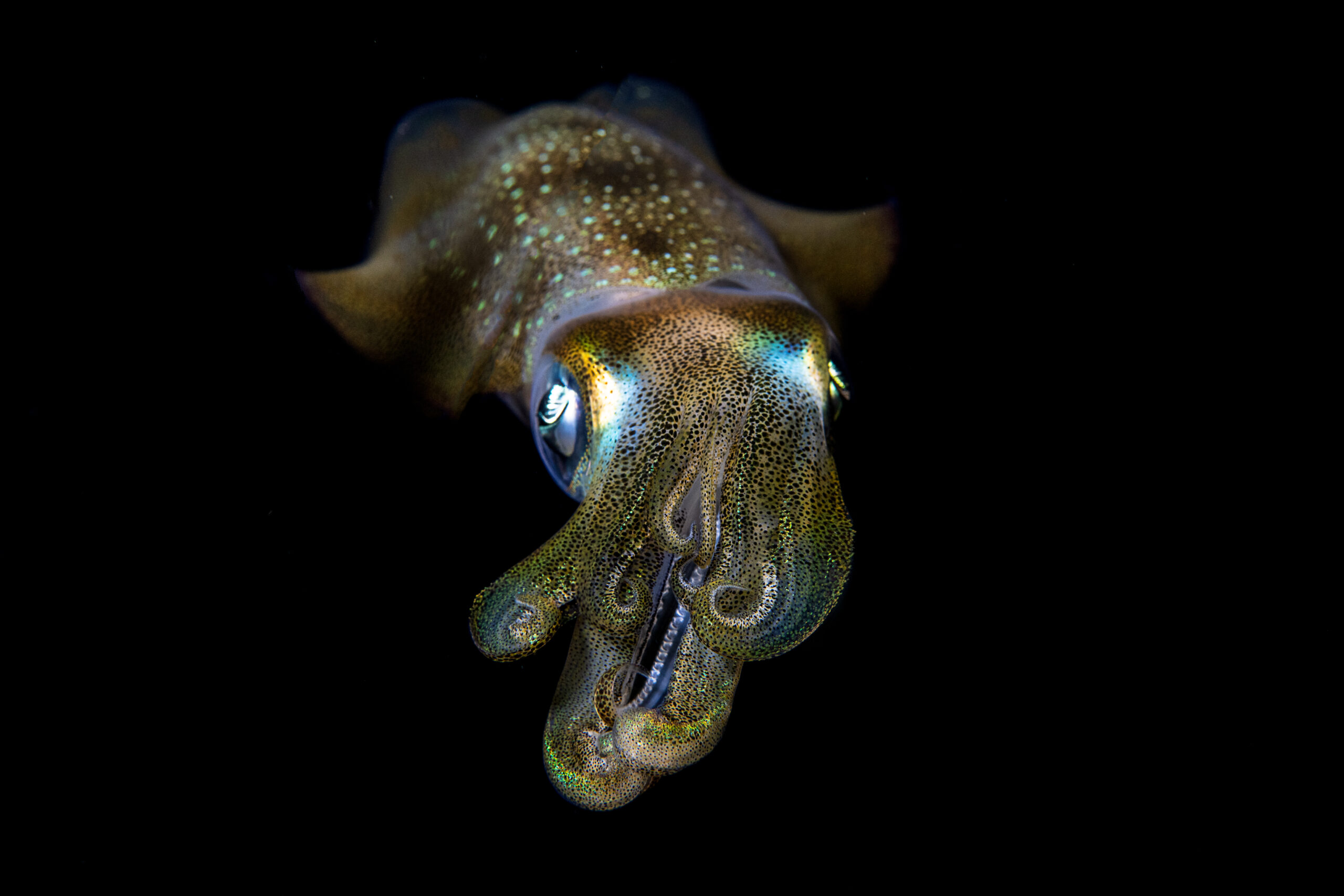 Fiji, Panama lead global push to protect ocean’s twilight zone