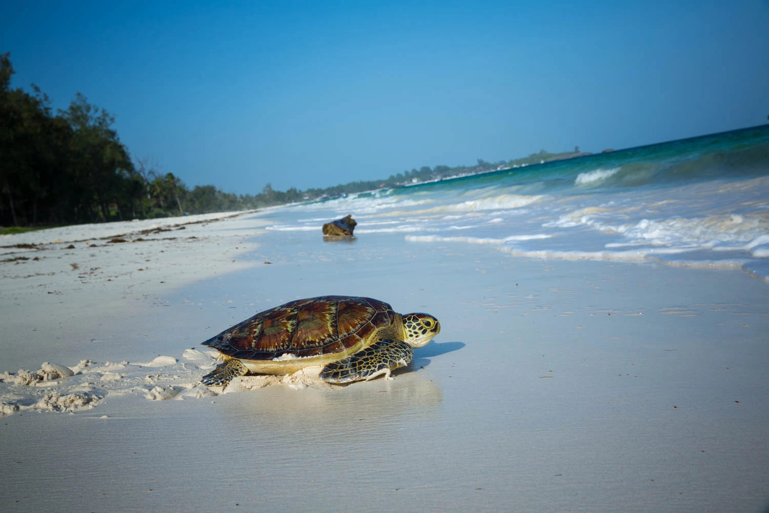 Our Ocean makes history in Kenya with $6.4 billion in commitments