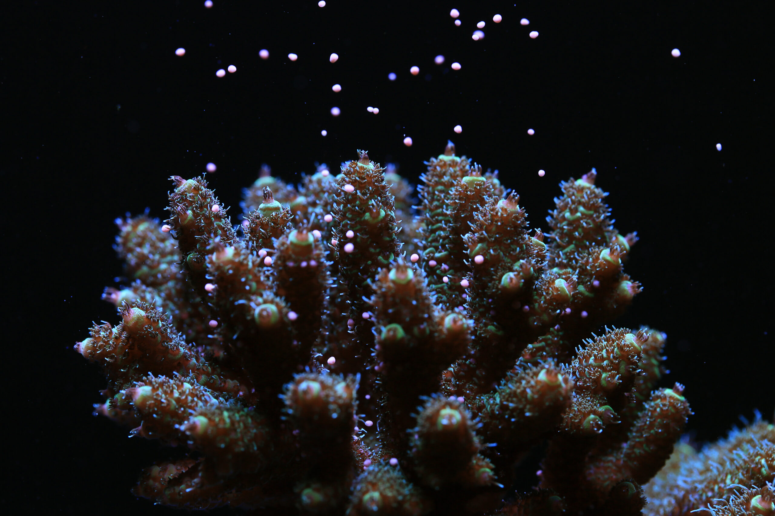 Spawning hope: How is 'coral IVF' building heat-resilient reefs