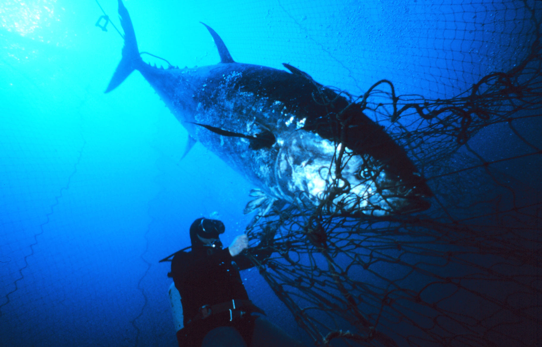 bluefin tuna