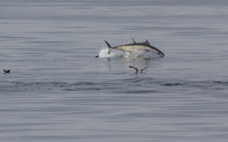 bluefin tuna