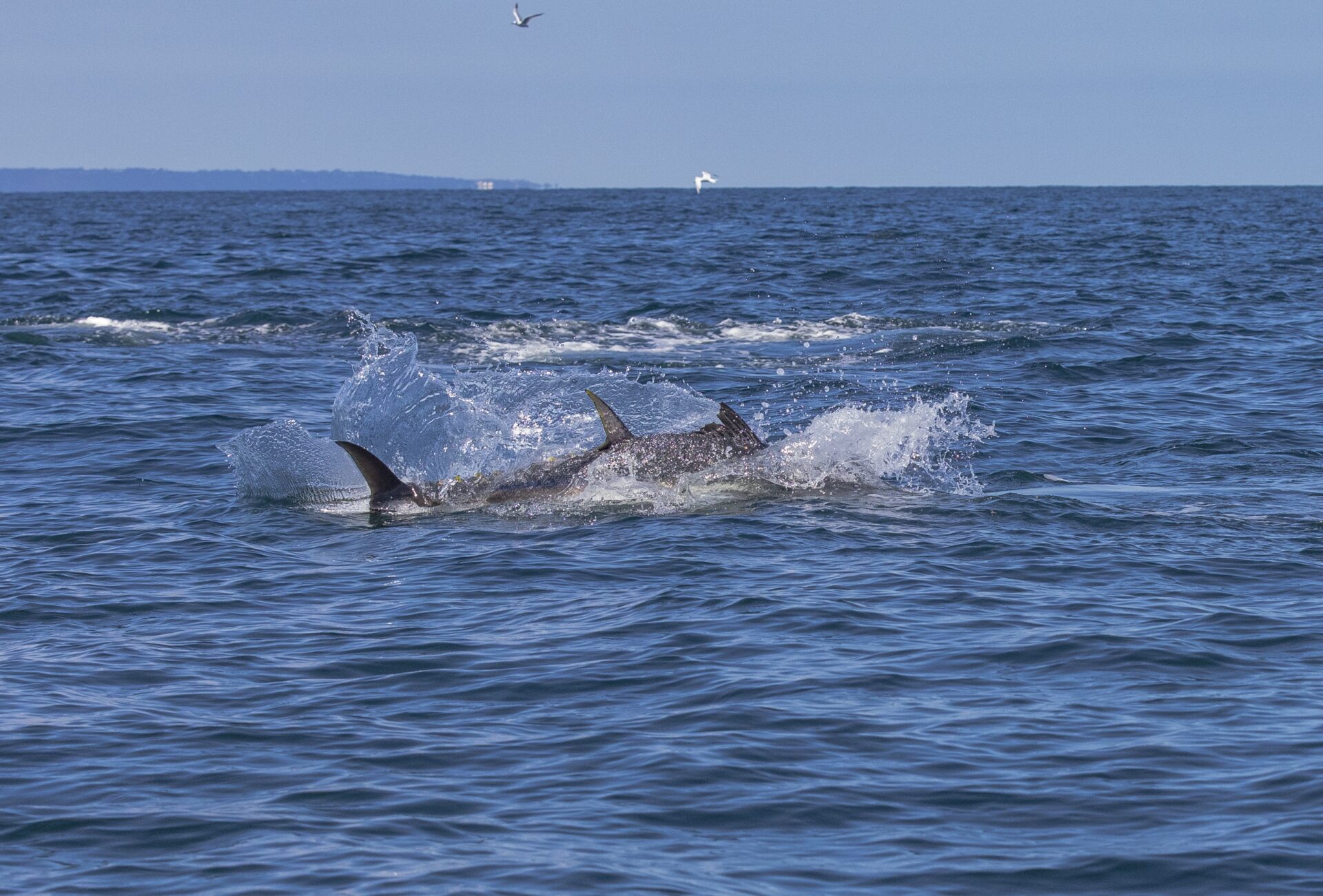 bluefin tuna