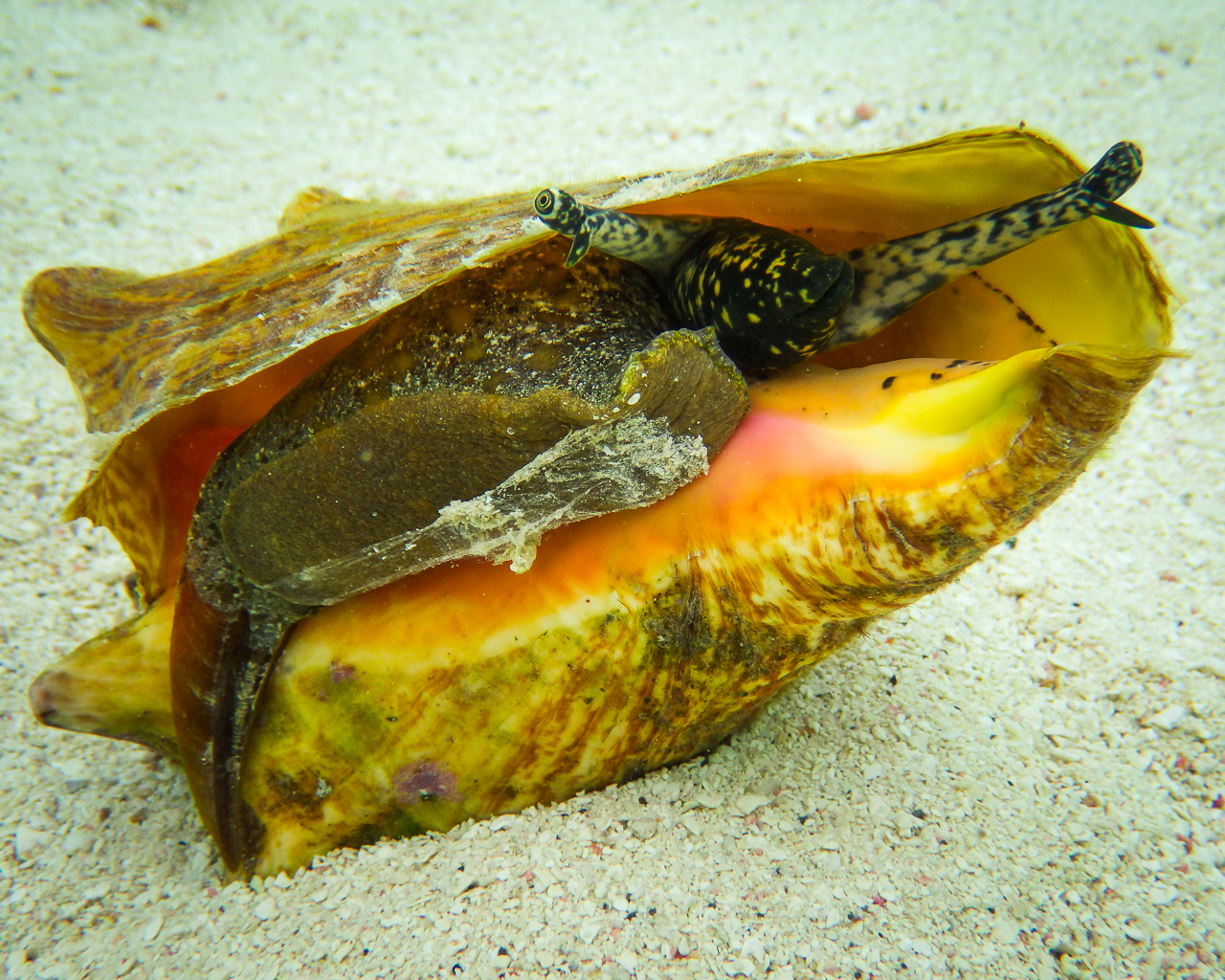 Mobile lab gives Caribbean's iconic Queen conch new hope