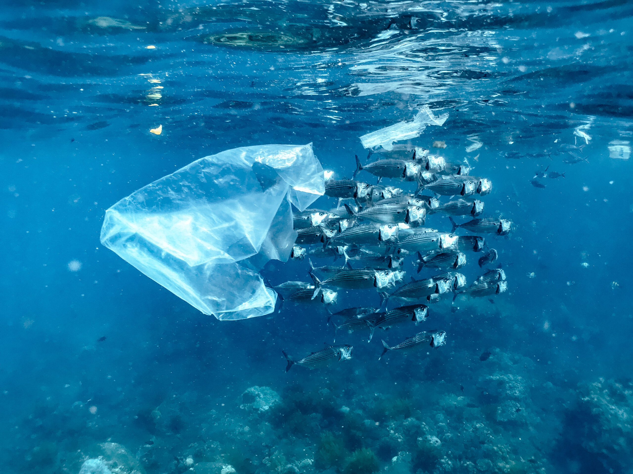 Microplastics documented for first time in deep-sea ecosystems