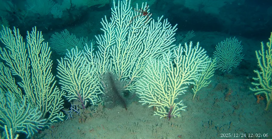 Benin’s presumed-dead coral reef rediscovered teeming with life