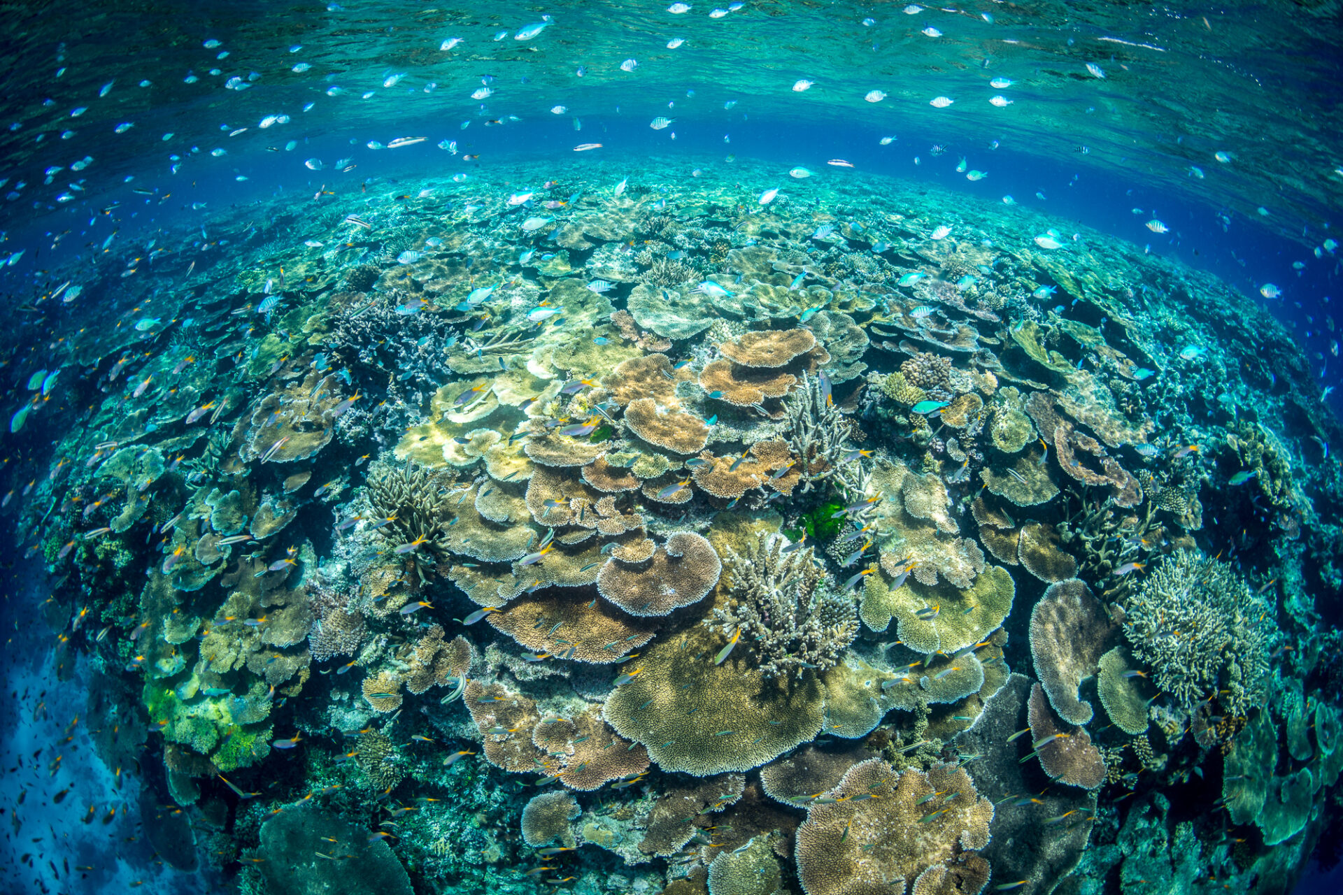 Photo: Oceanographicmagazine