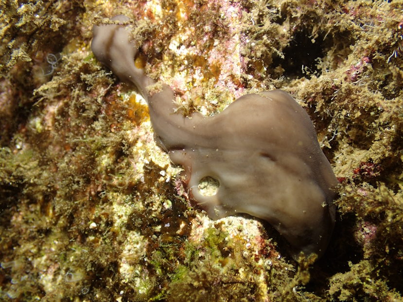 Self-moving, self-cloning sponge could restore degraded harbours