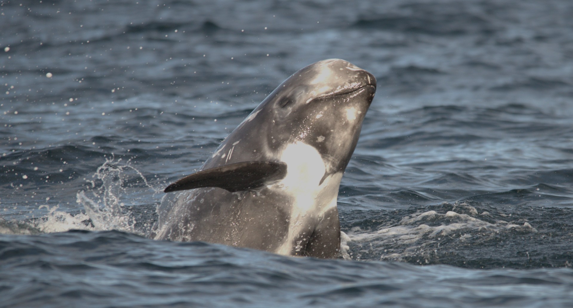 British Risso’s dolphins are genetically unique, study finds