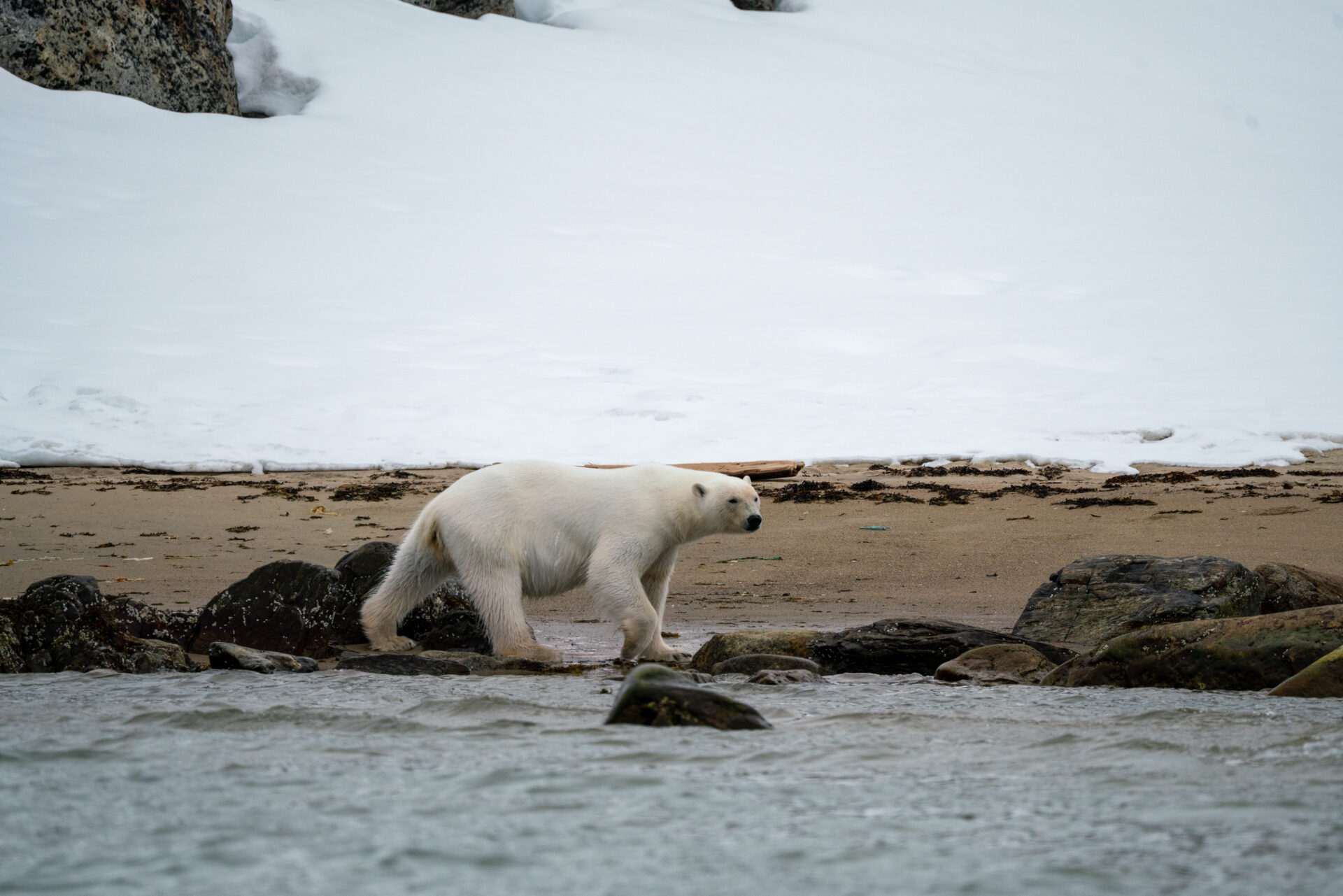 Svalbard polar bears