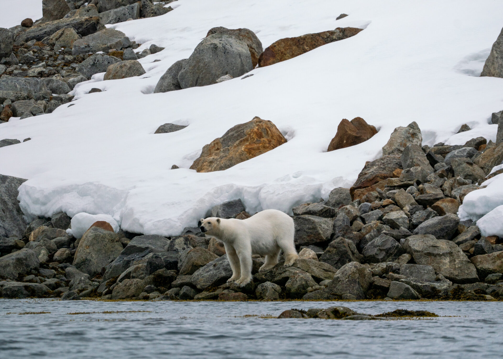 Svalbard's polar bears