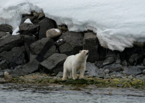 Svalbard's polar bears