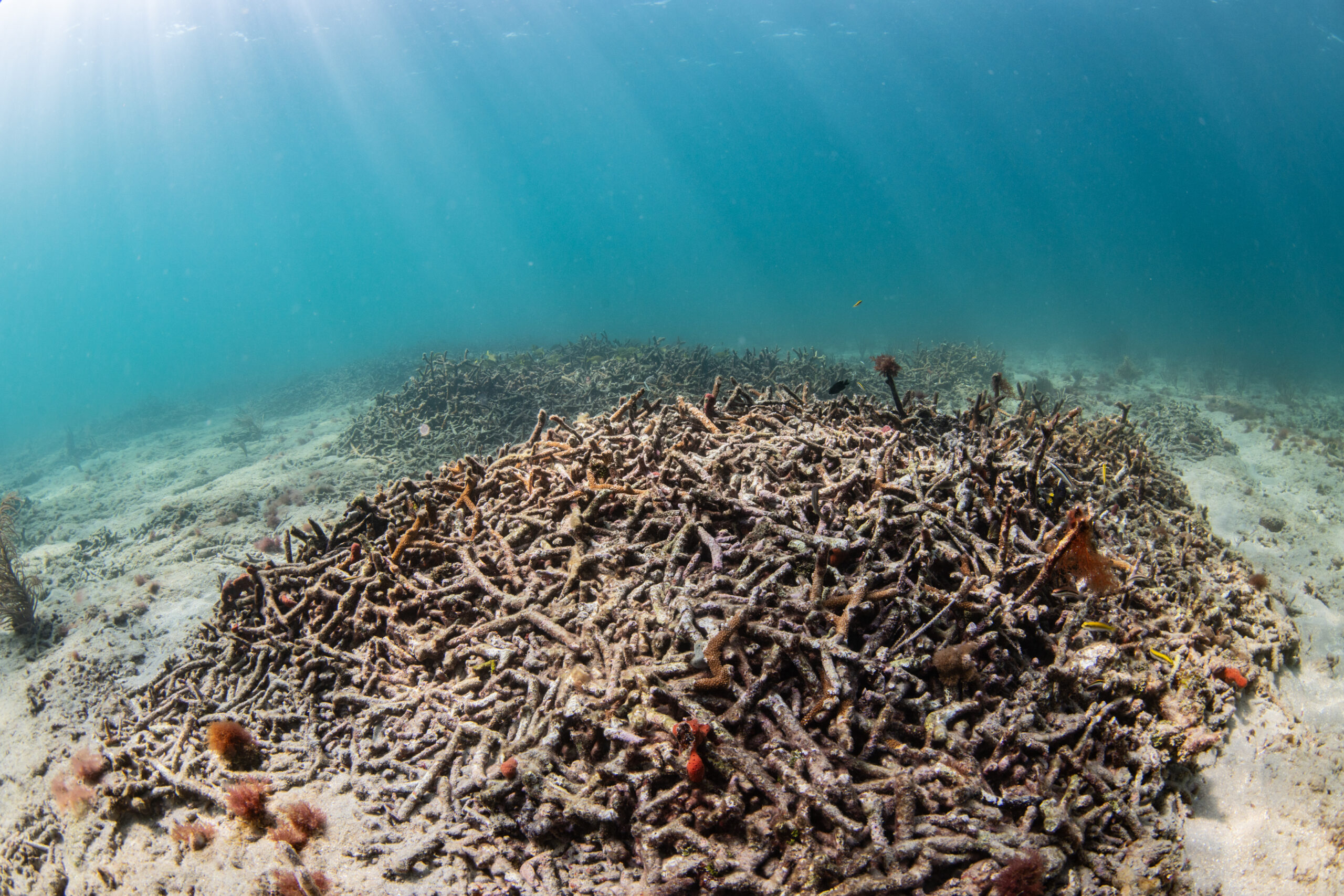 Scuticociliatosis Disease Decimates Caribbean Long-Spined Sea Urchins